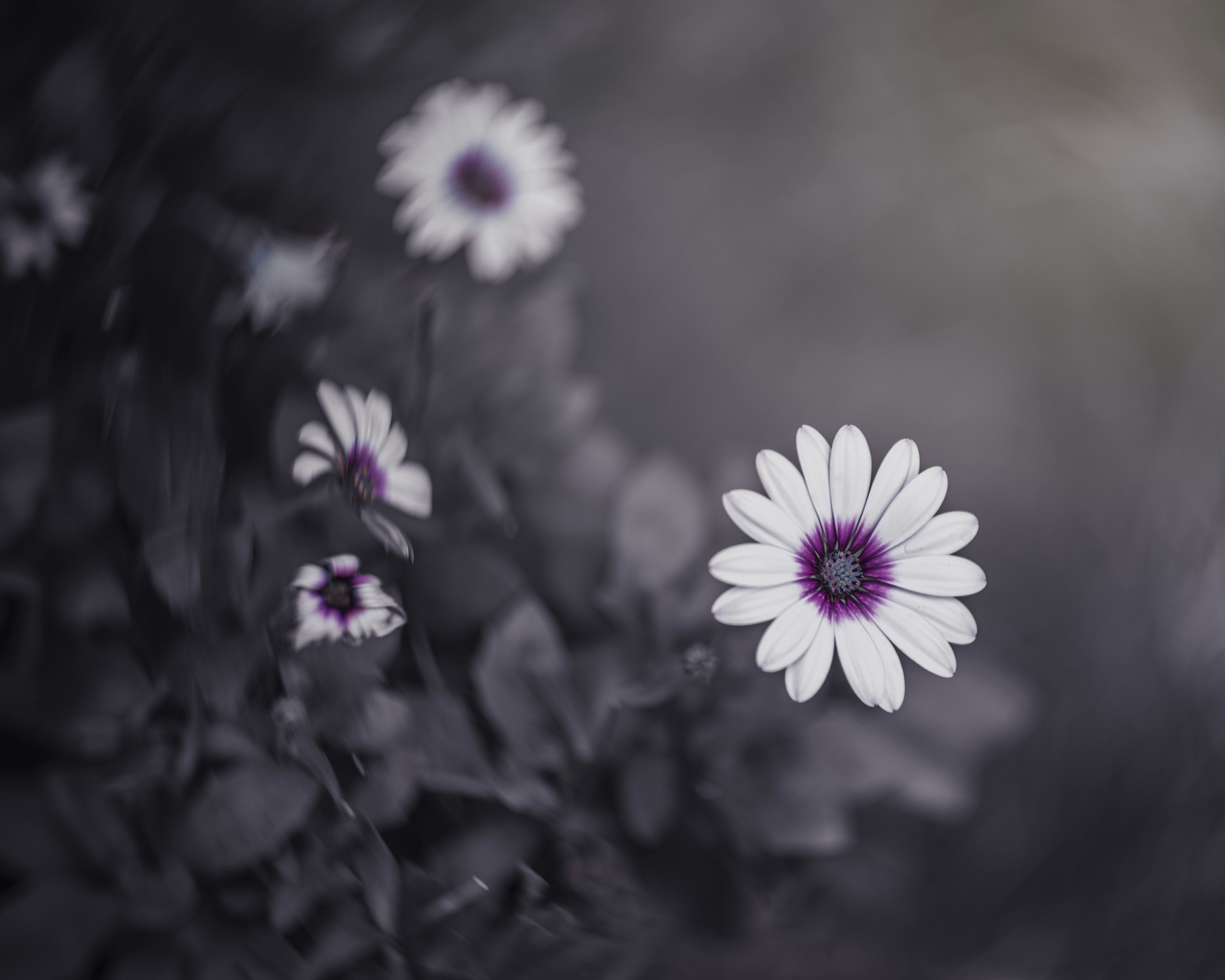 Photo by skylerewing