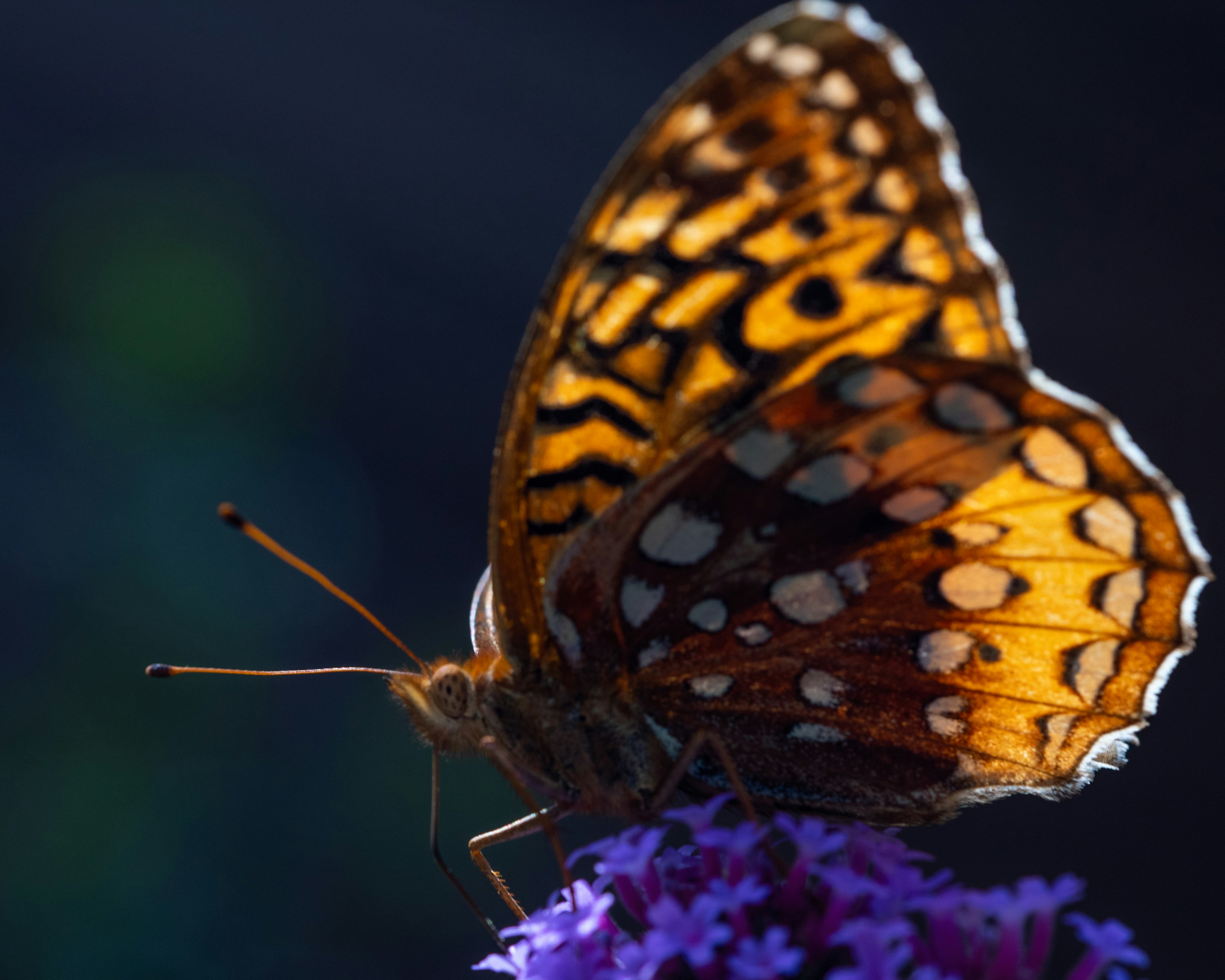 Photo by skylerewing