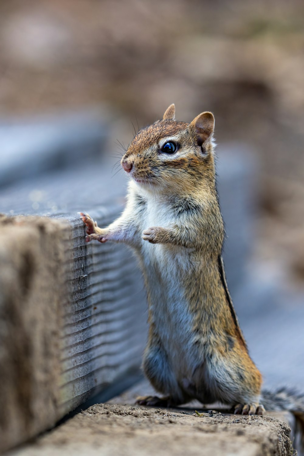 a squirrel standing on a piece of wood