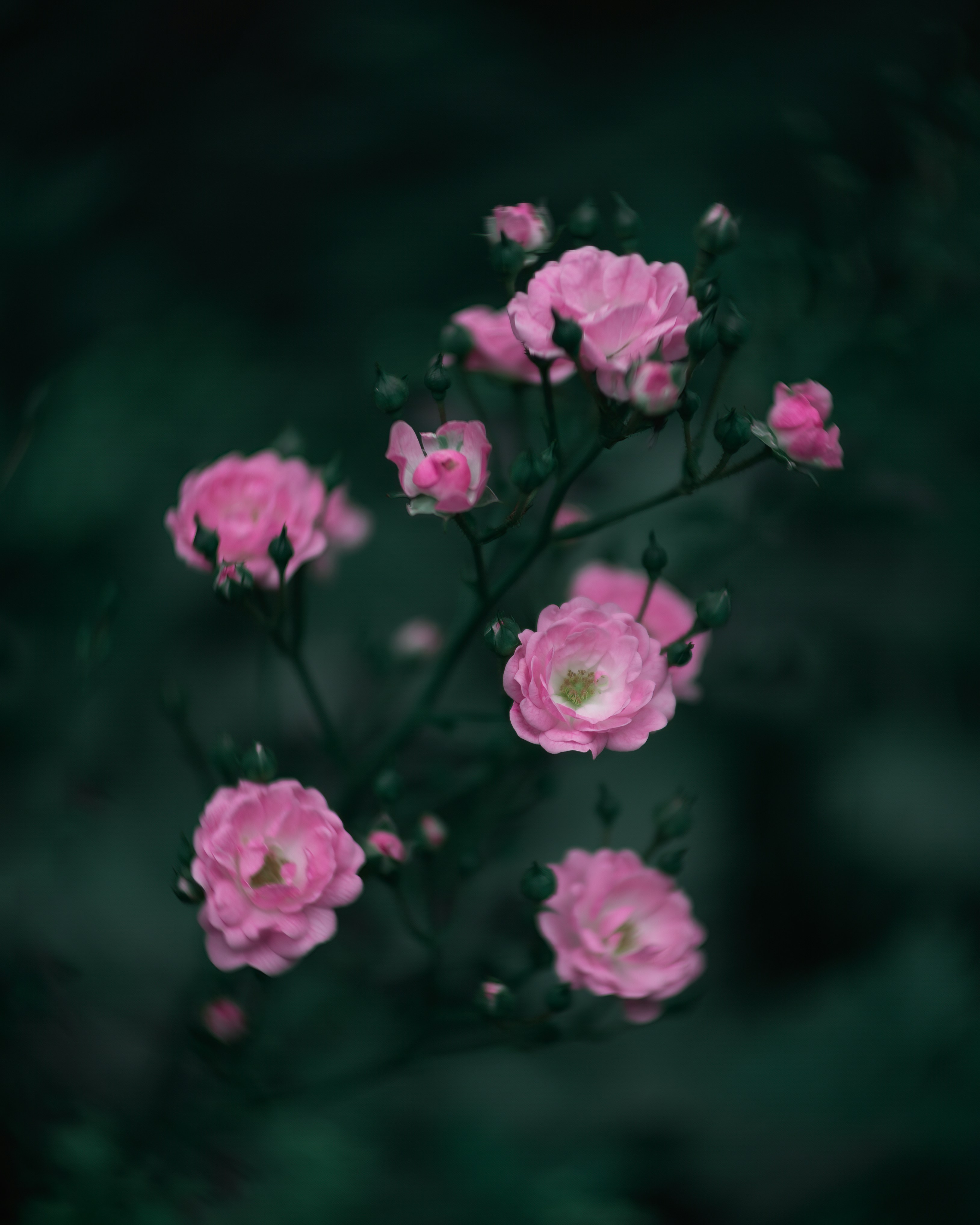 Photo by skylerewing