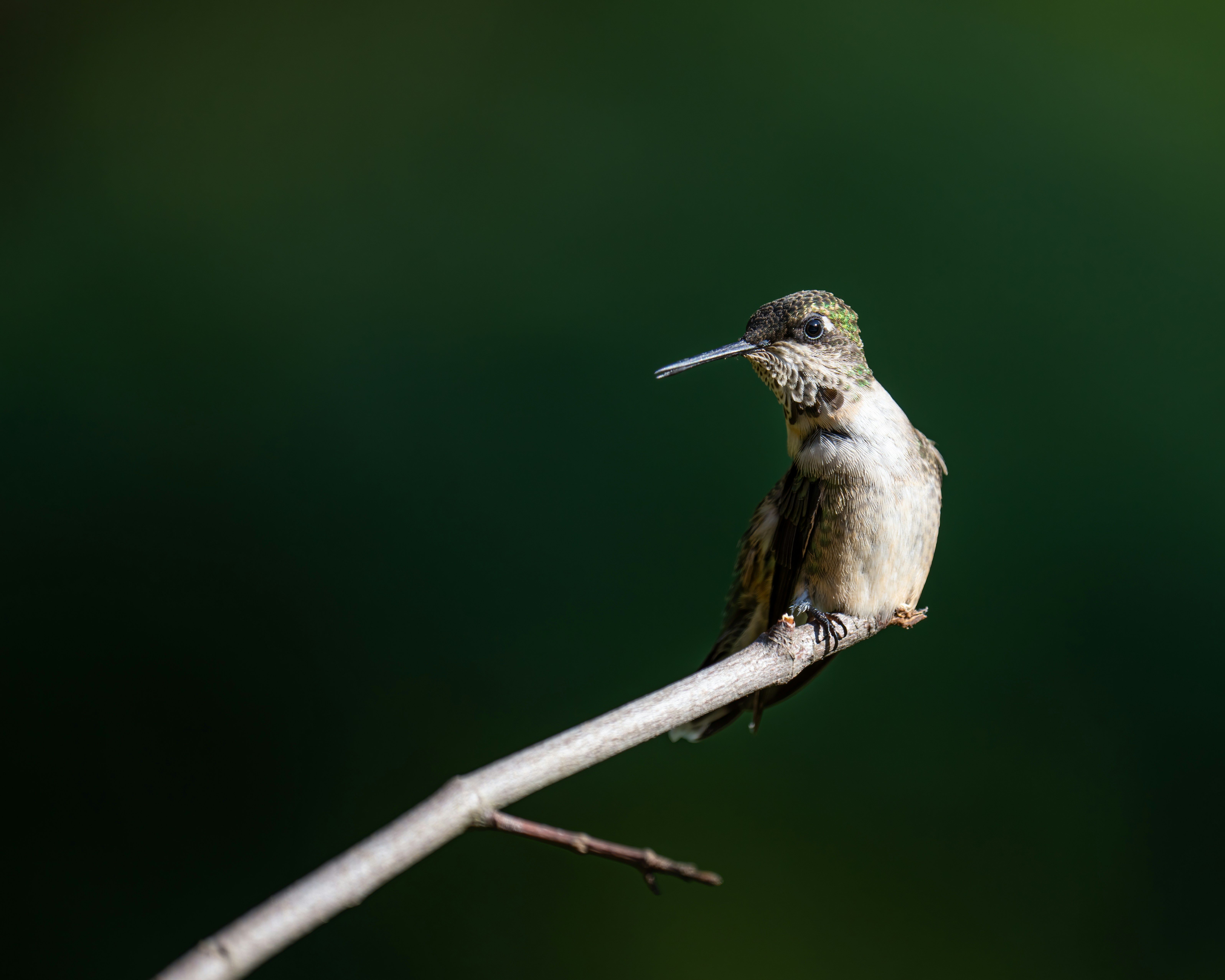 Photo by skylerewing