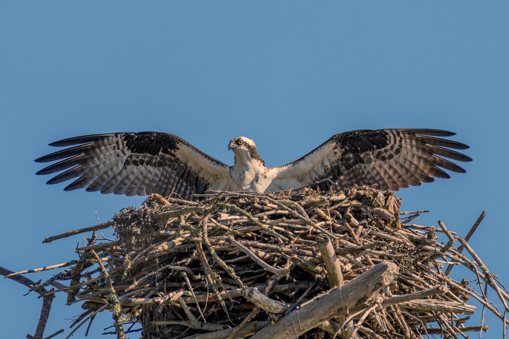 a bird sitting on a nest