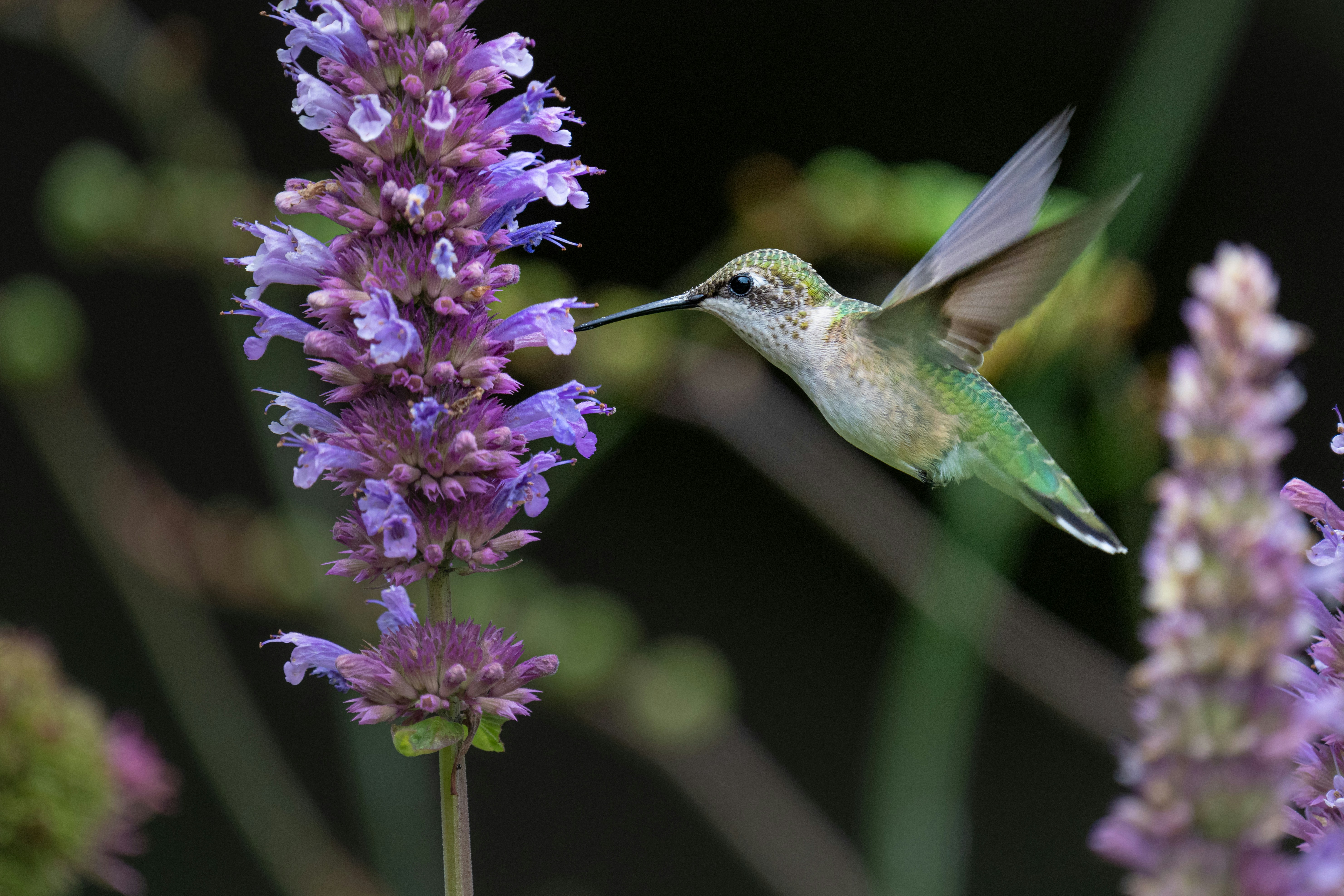 Photo by skylerewing