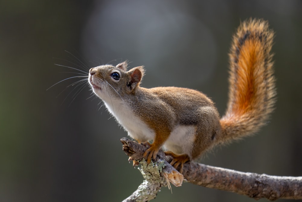 a squirrel on a branch