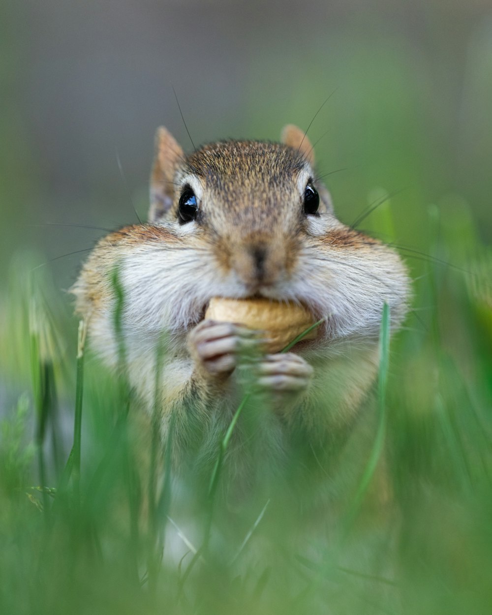 a squirrel eating a leaf