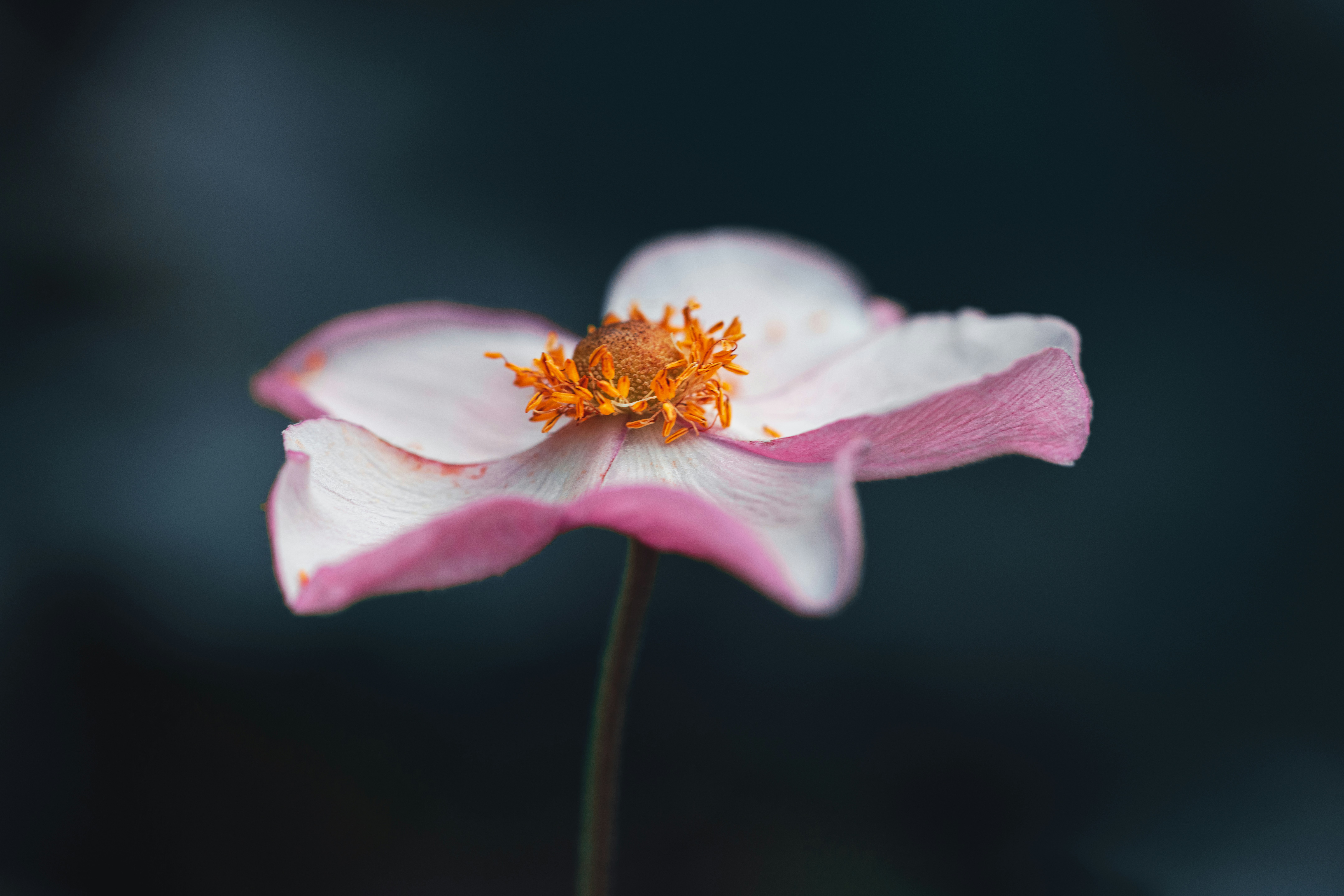 Photo by skylerewing