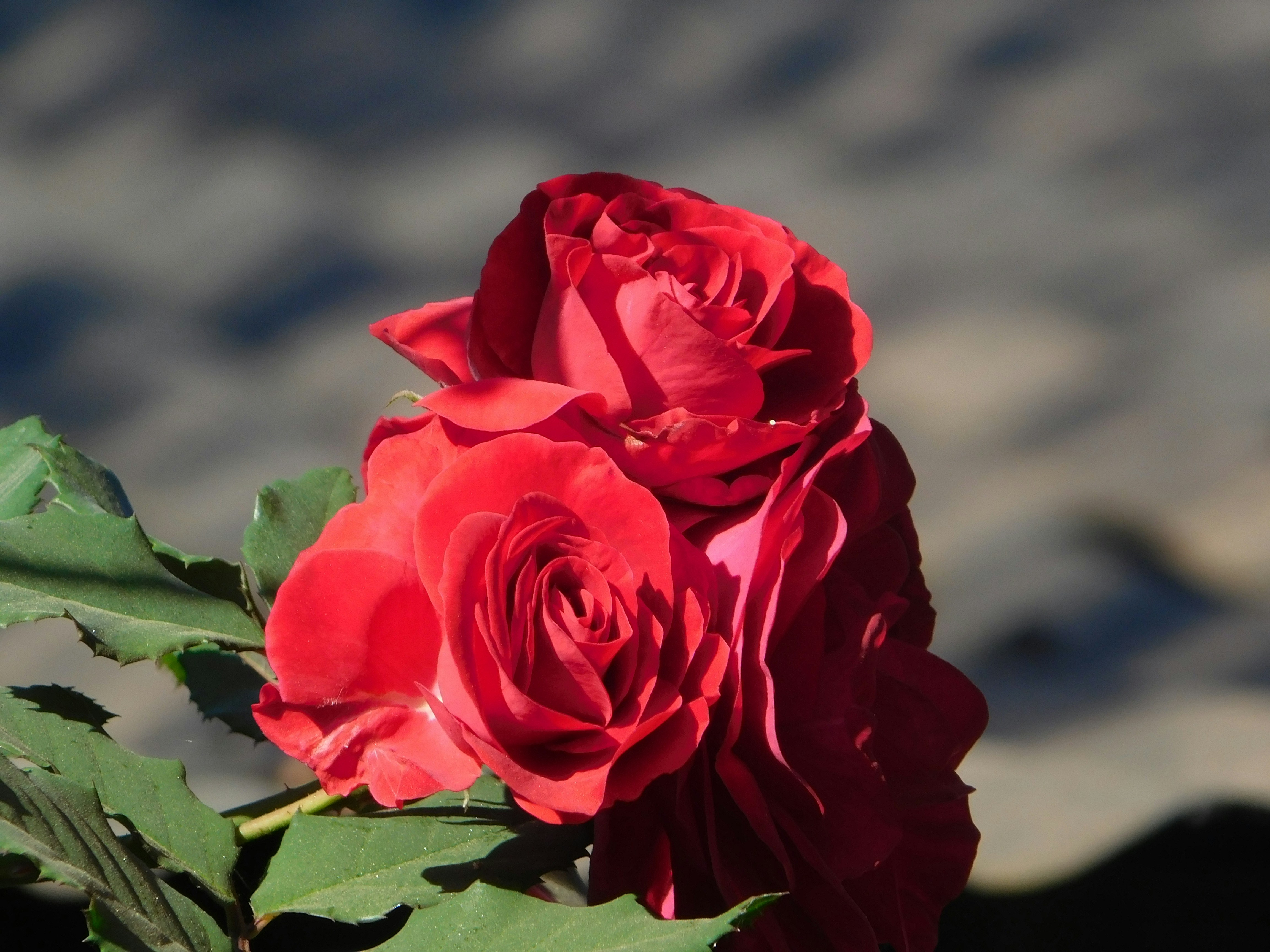 Photo by wrishi2004m