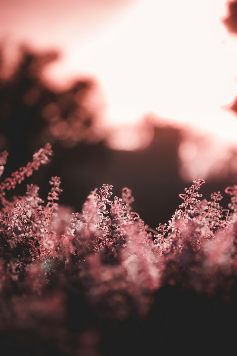 a close up of a flower