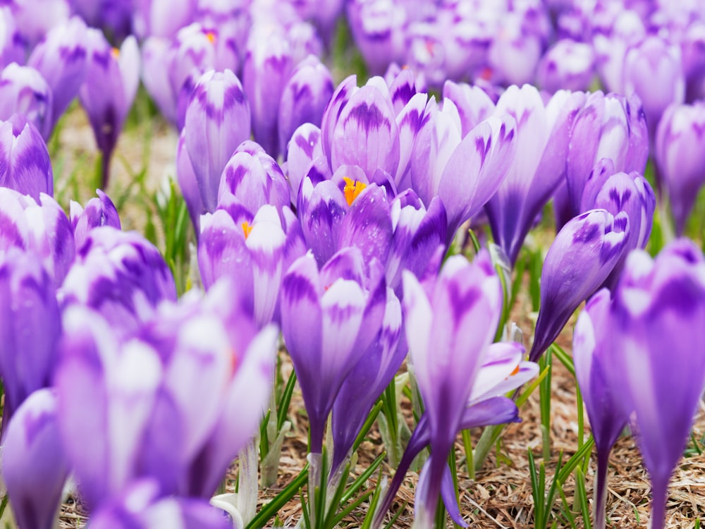 a group of purple flowers