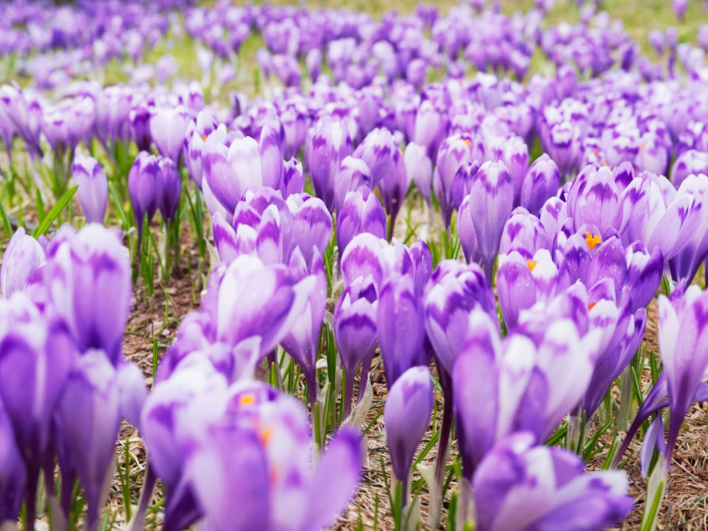 a group of purple flowers