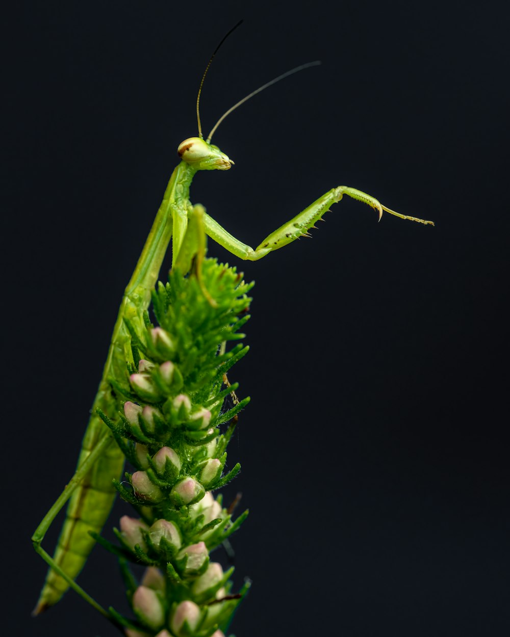 a green insect on a plant