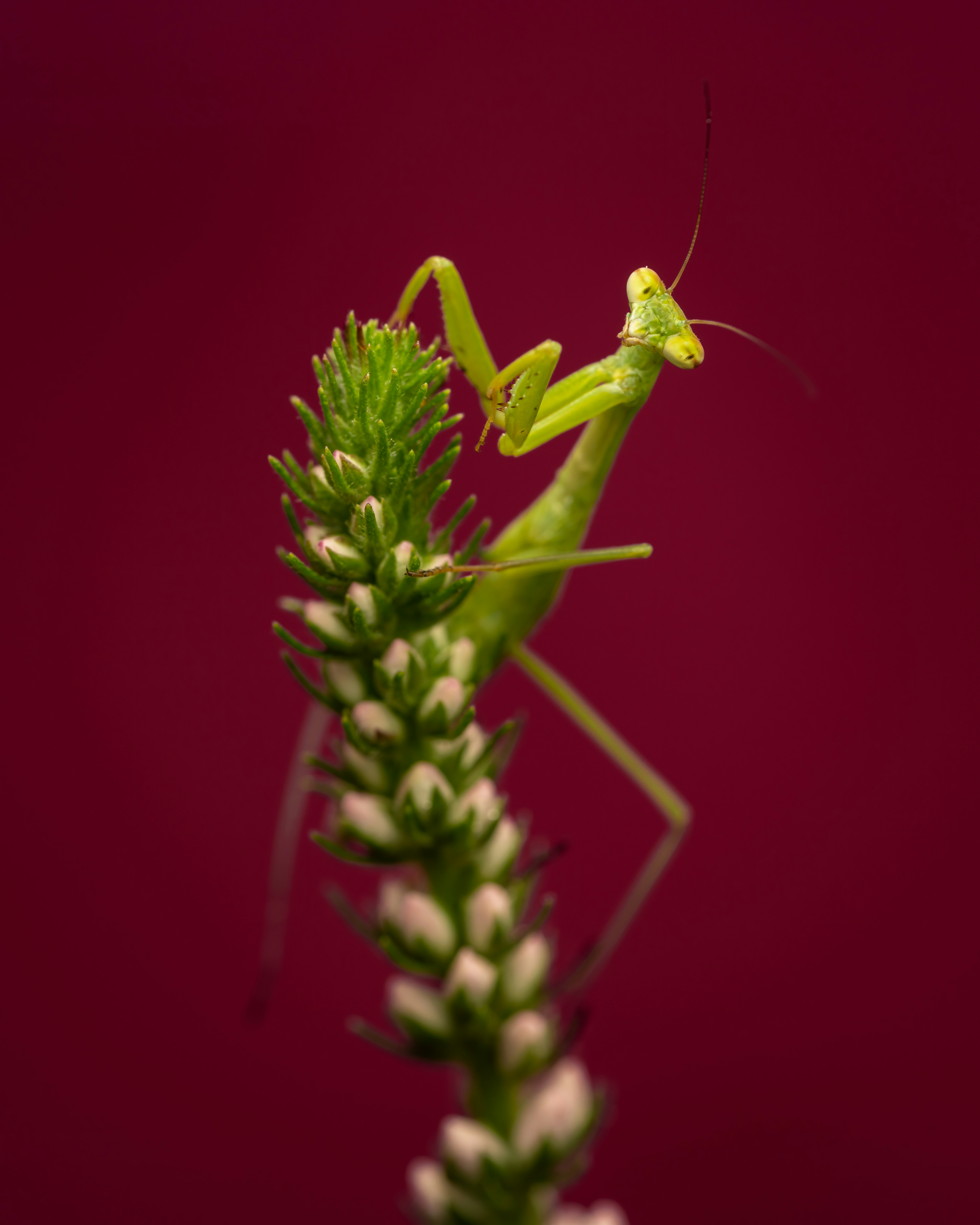 Photo by skylerewing