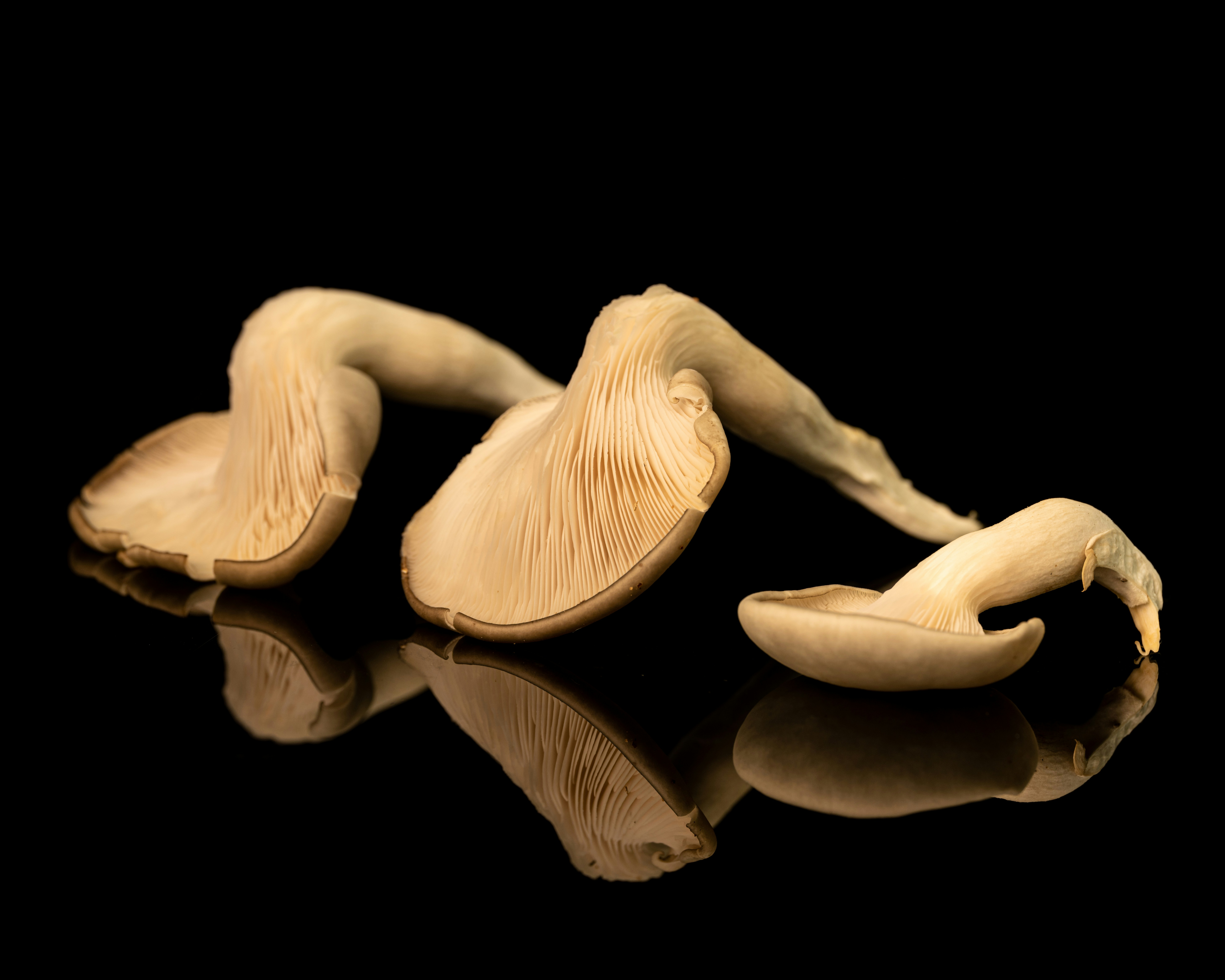 Photo by skylerewing