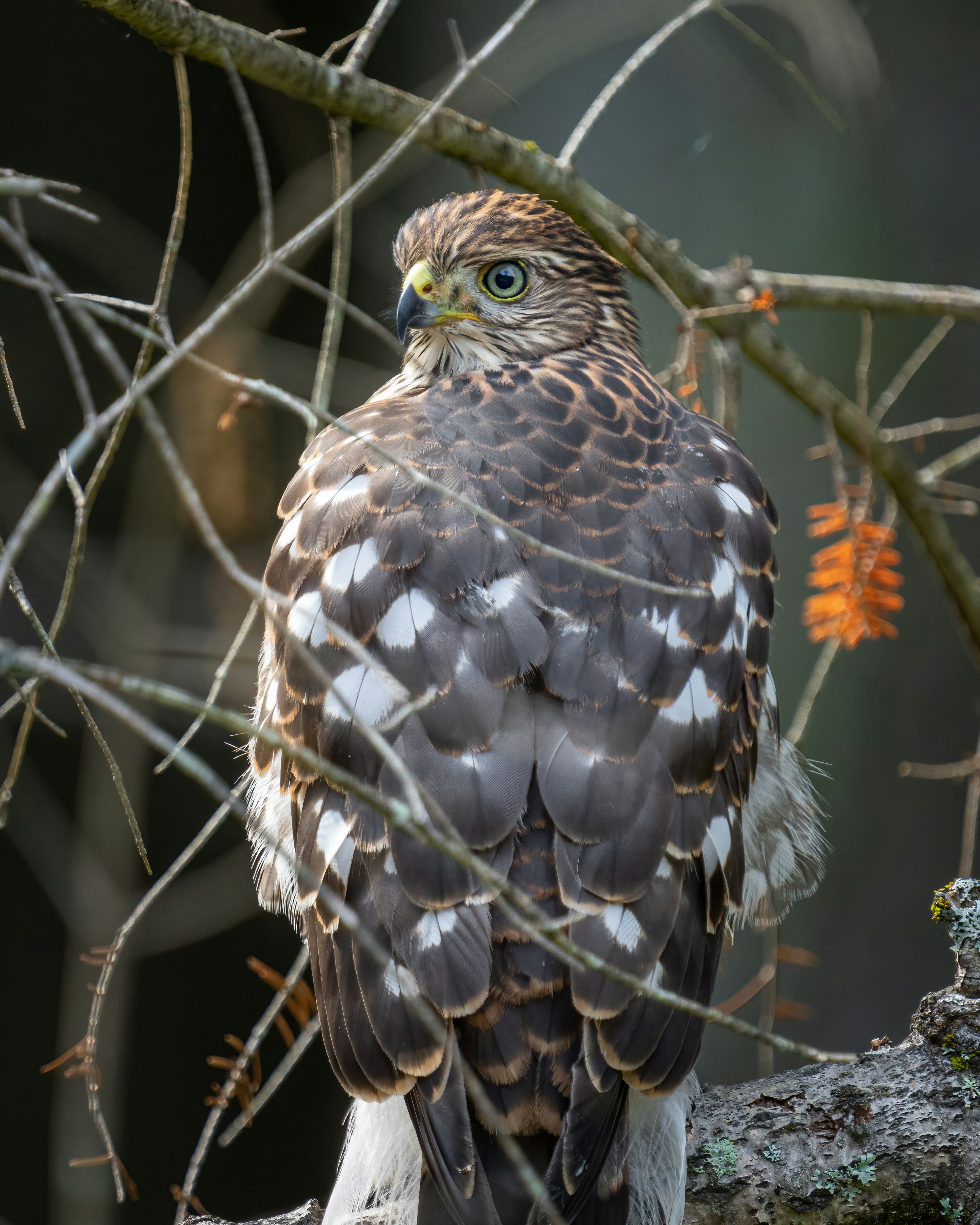 Photo by skylerewing