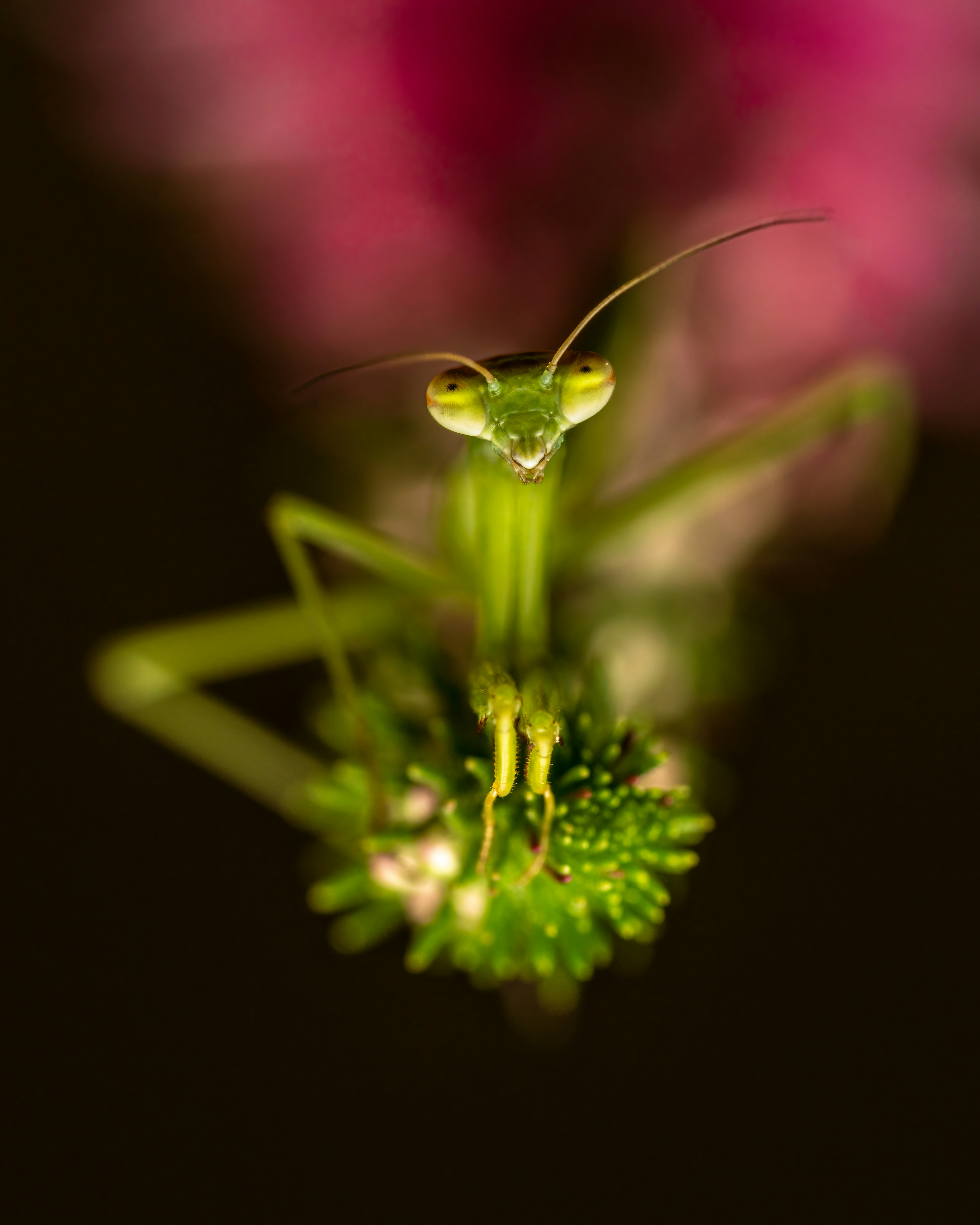Photo by skylerewing