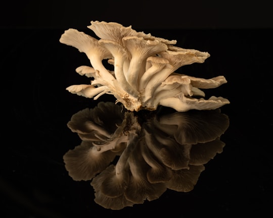 A cluster of oyster mushrooms is placed on a reflective black surface, creating a mirror-like image beneath. The mushrooms' gills and frills are intricately detailed and illuminated by soft lighting, highlighting their delicate textures.