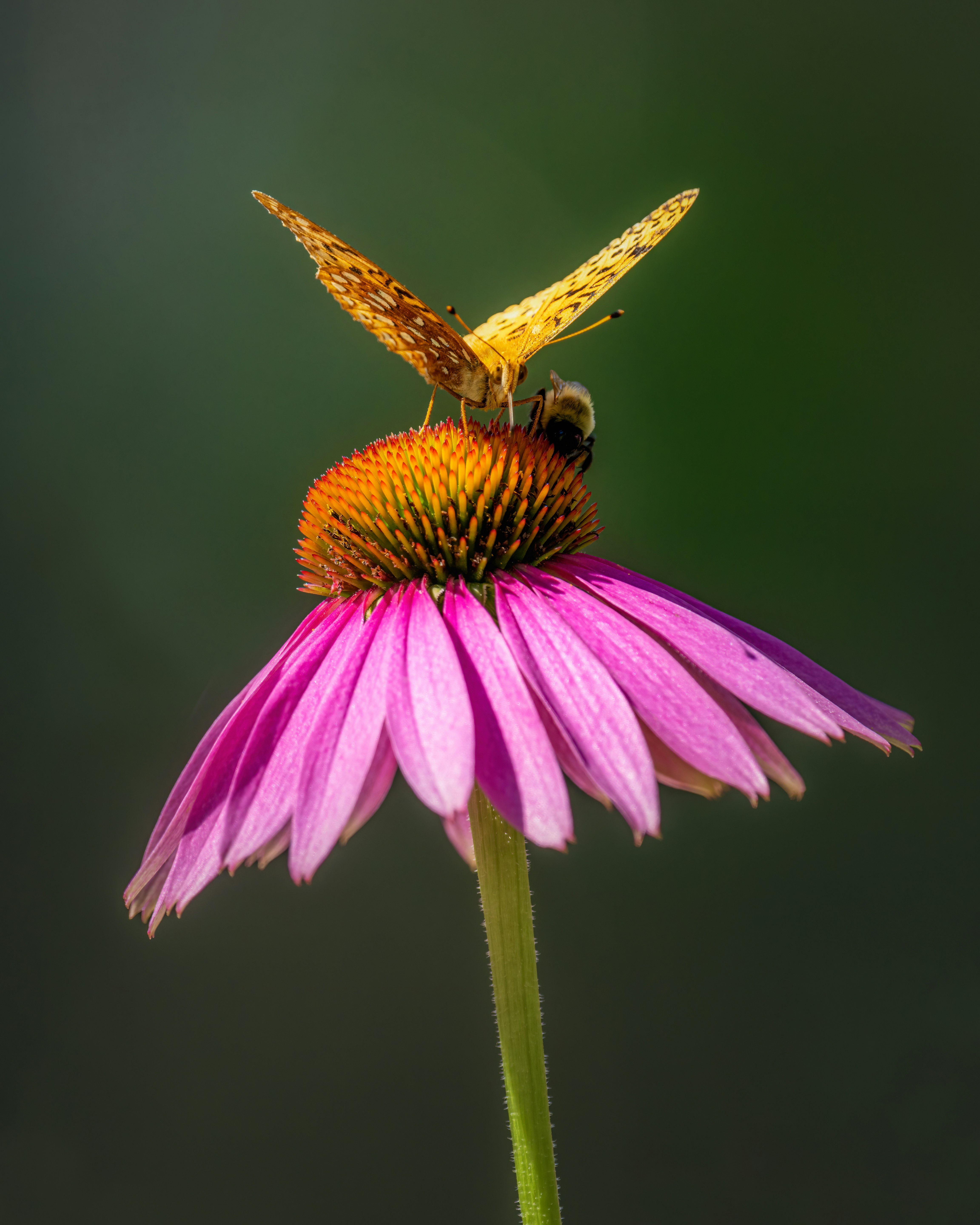 Photo by skylerewing