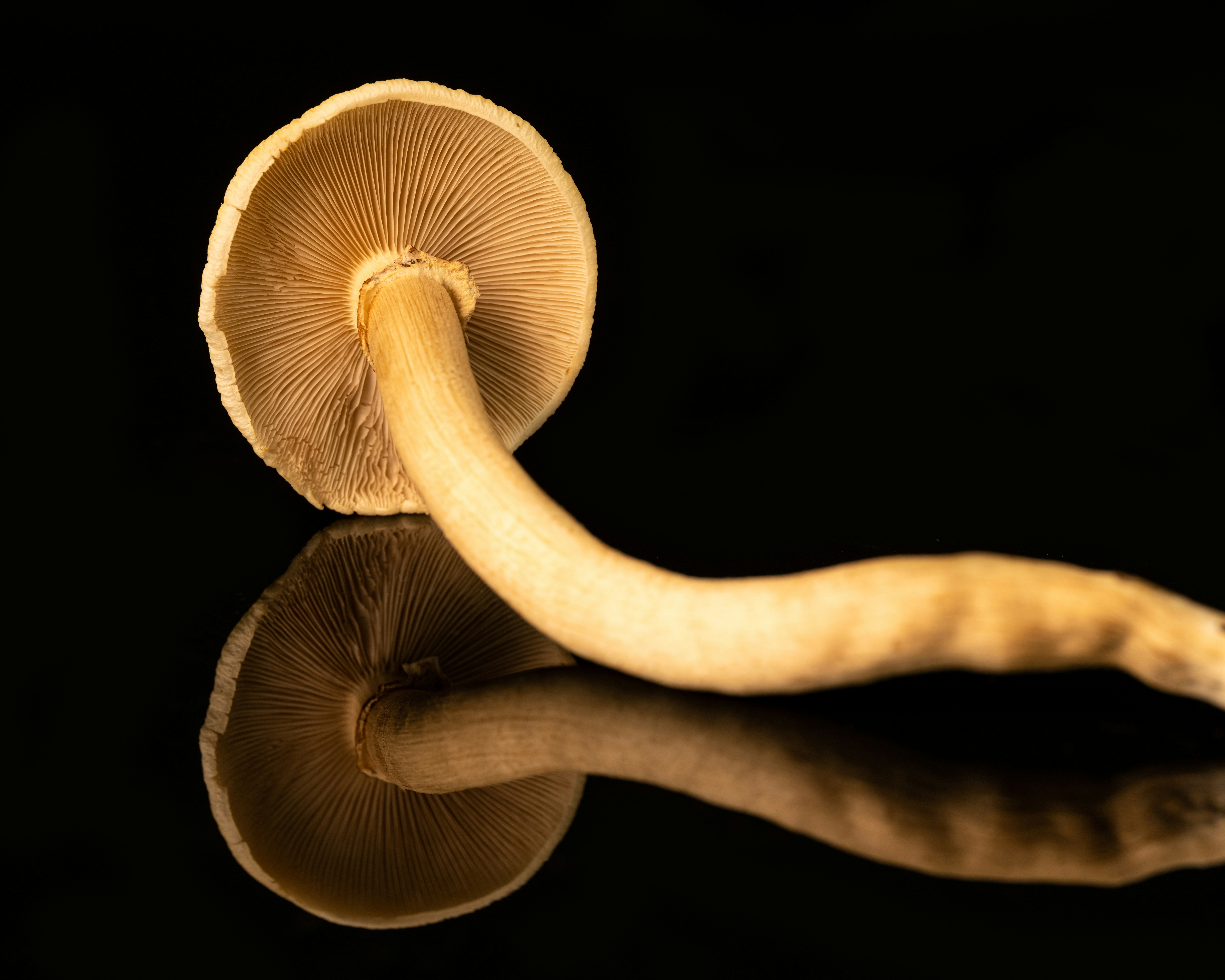 Photo by skylerewing