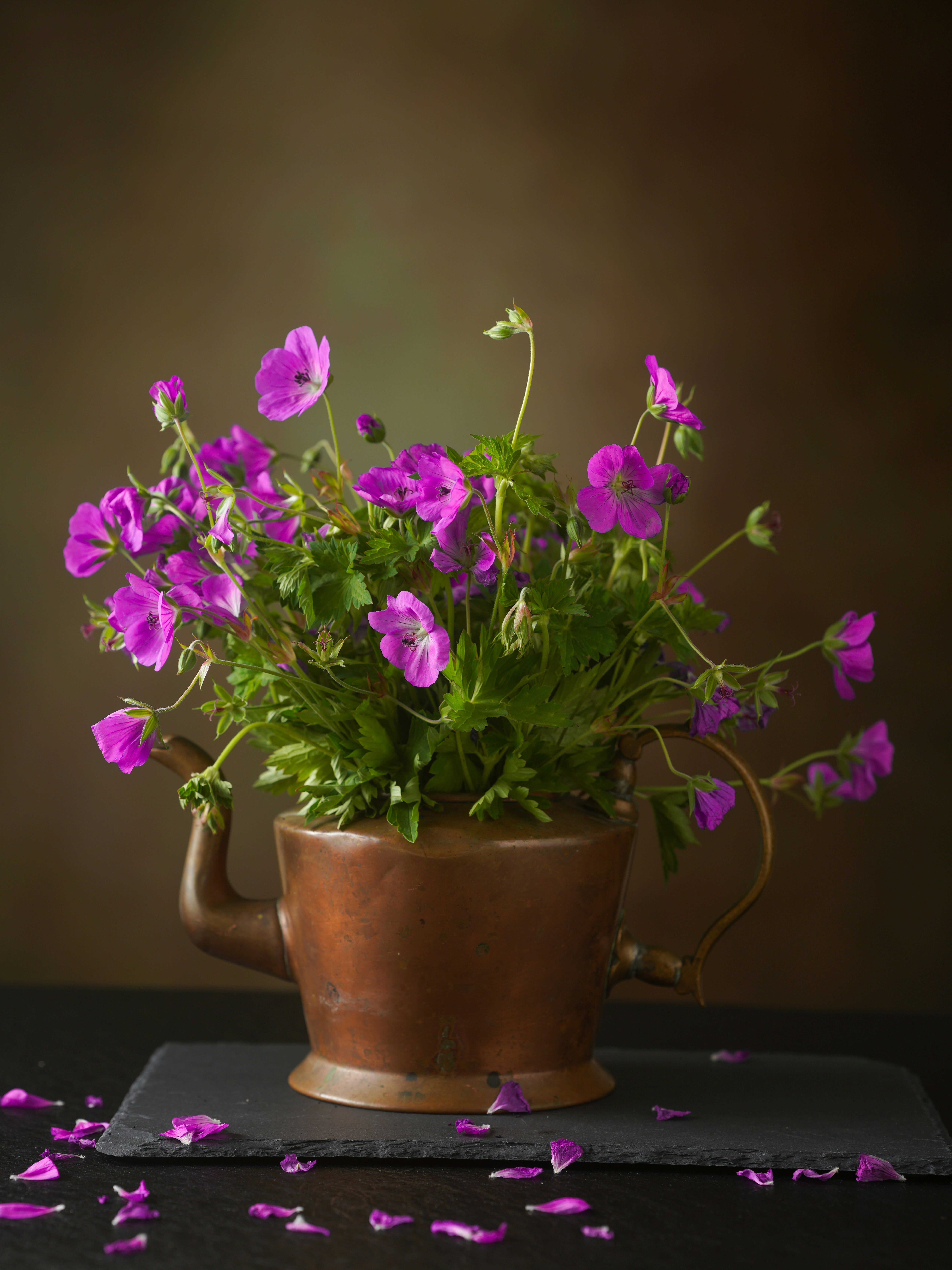 Photo by skylerewing