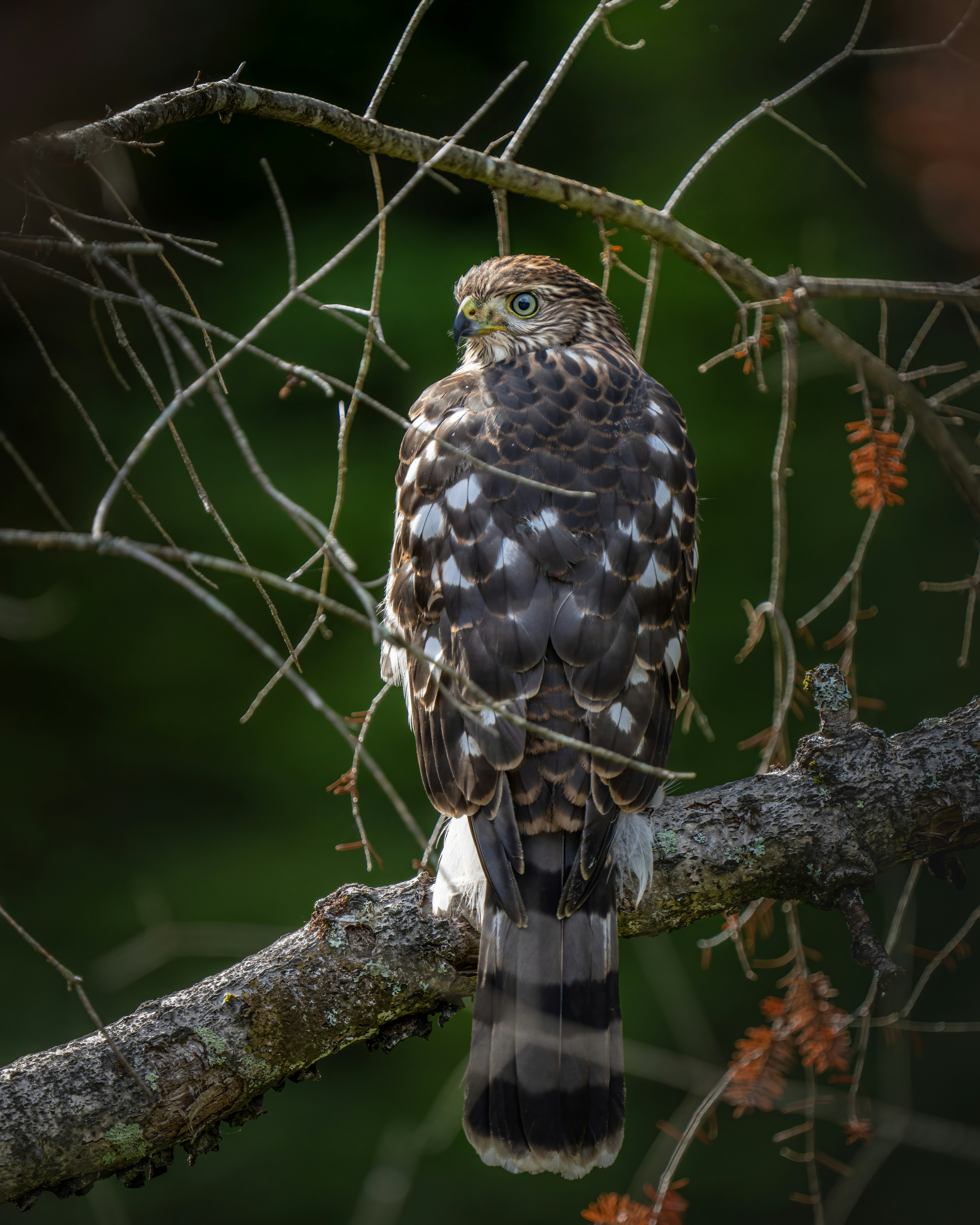 Photo by skylerewing