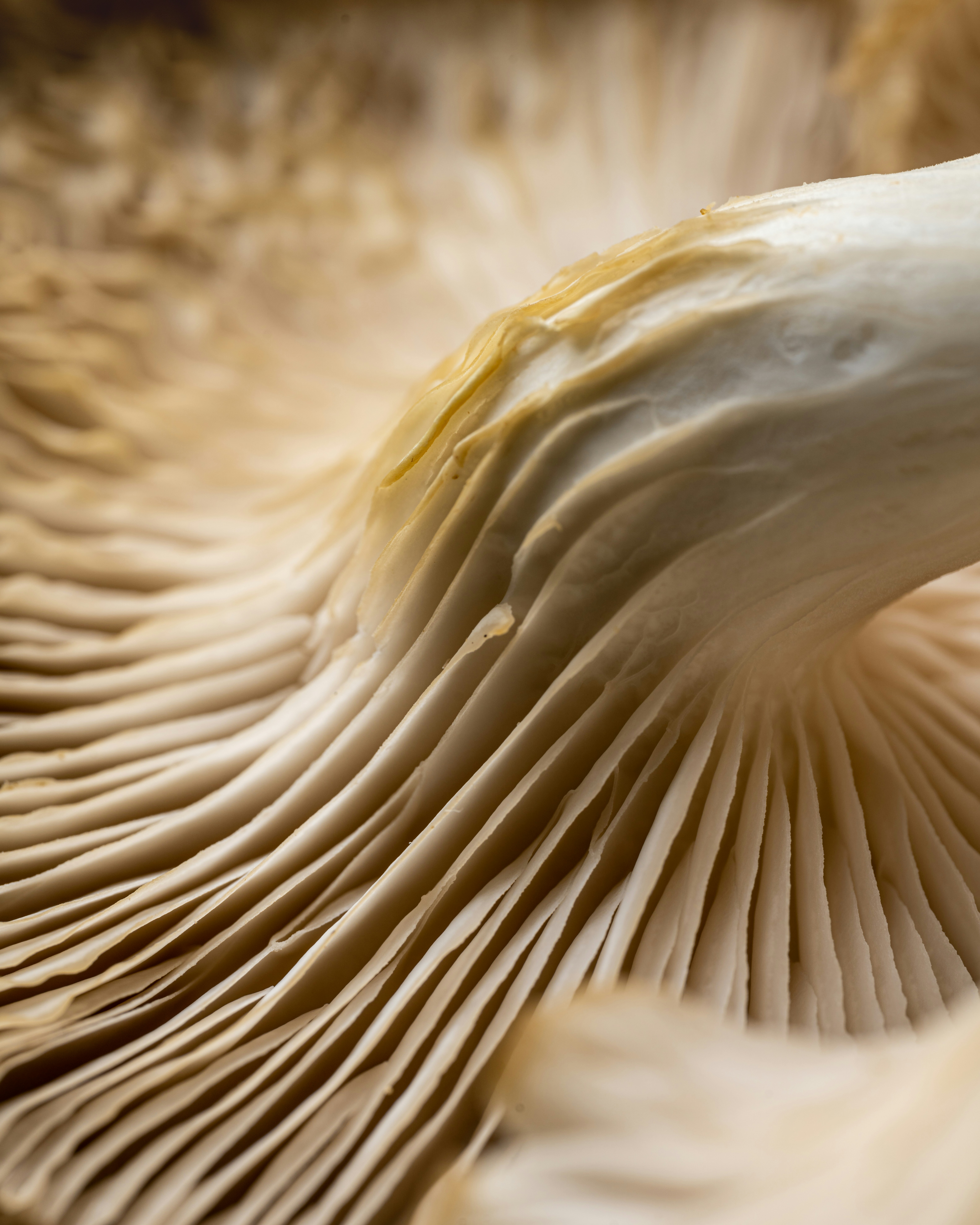 Photo by skylerewing