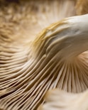 close up of a white feather