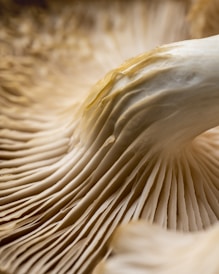 close up of a white feather