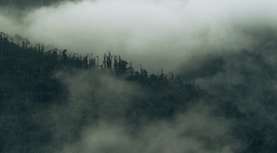 a foggy forest with trees