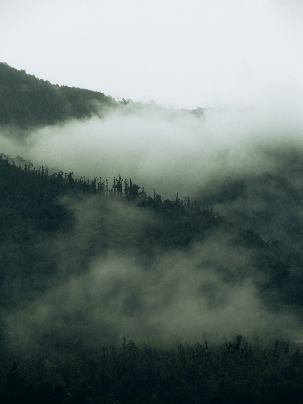 a foggy forest with trees