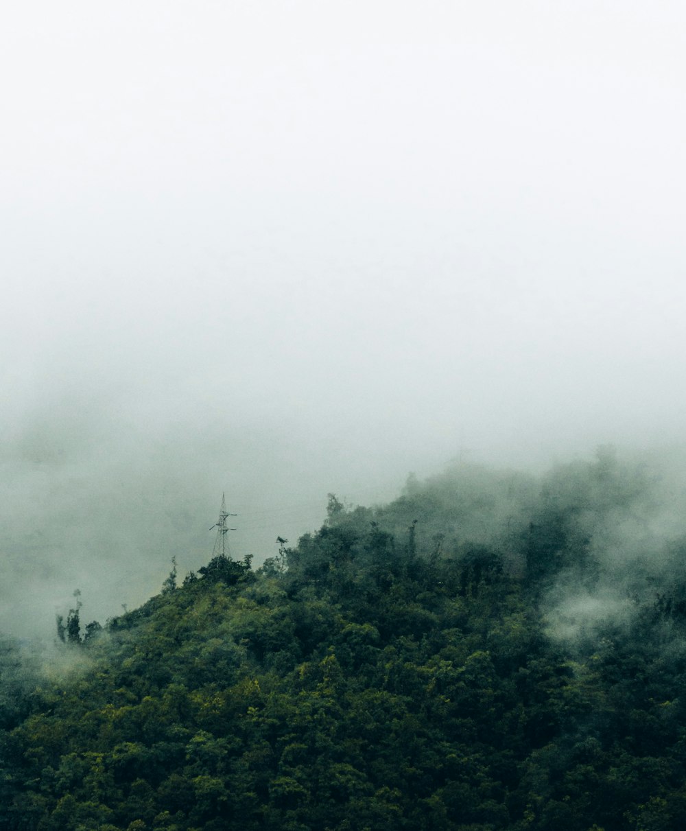 a forest with fog