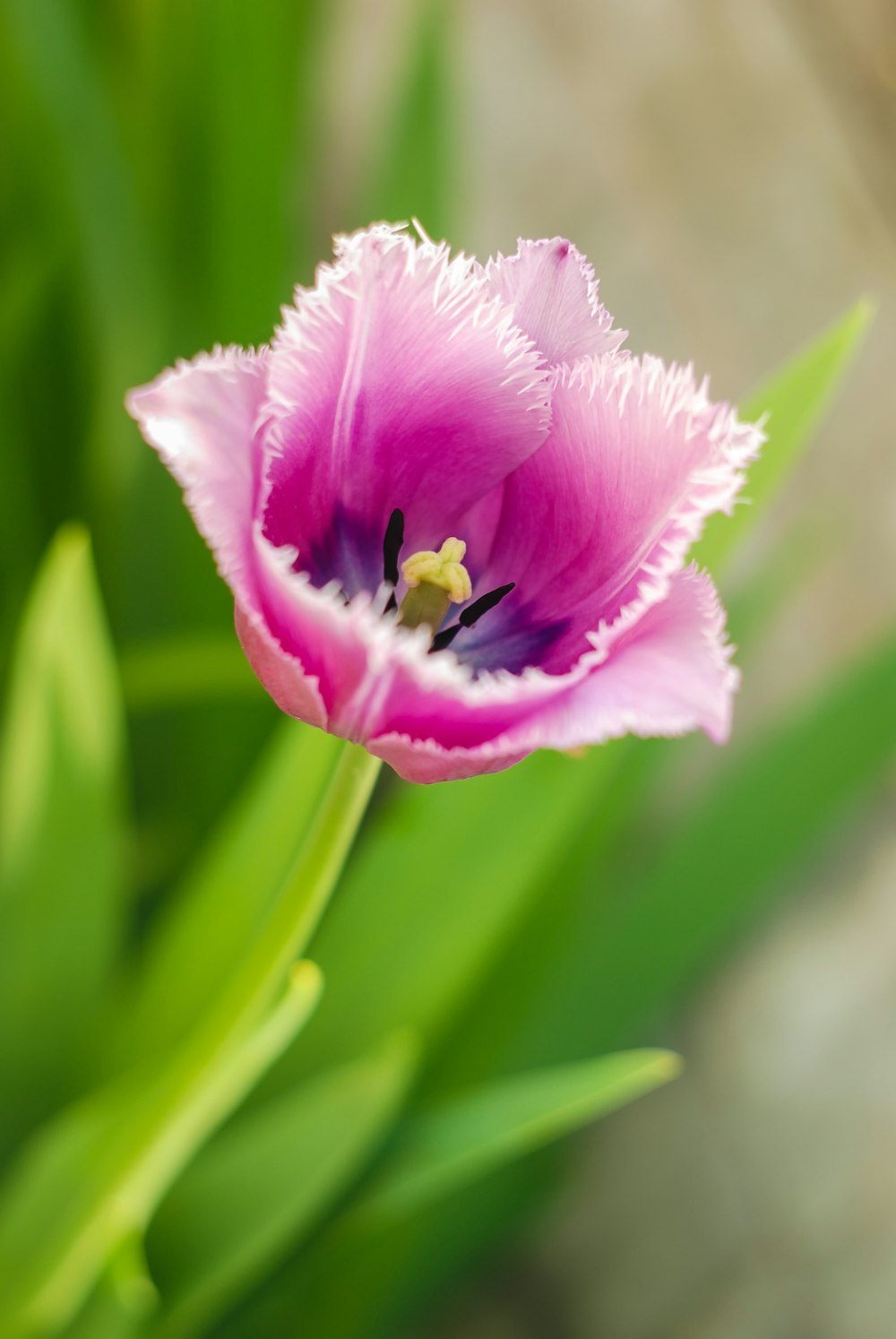 a close up of a flower