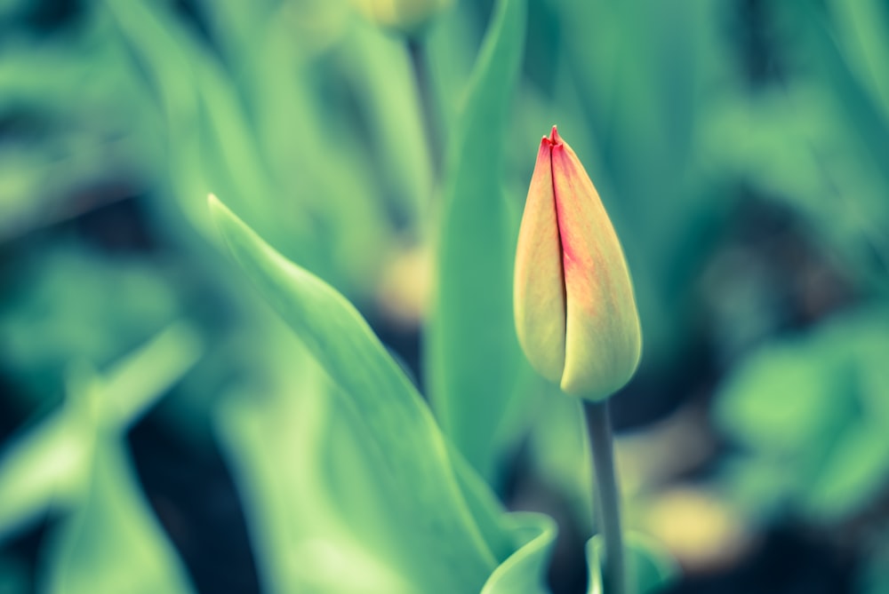 a flower with a yellow center