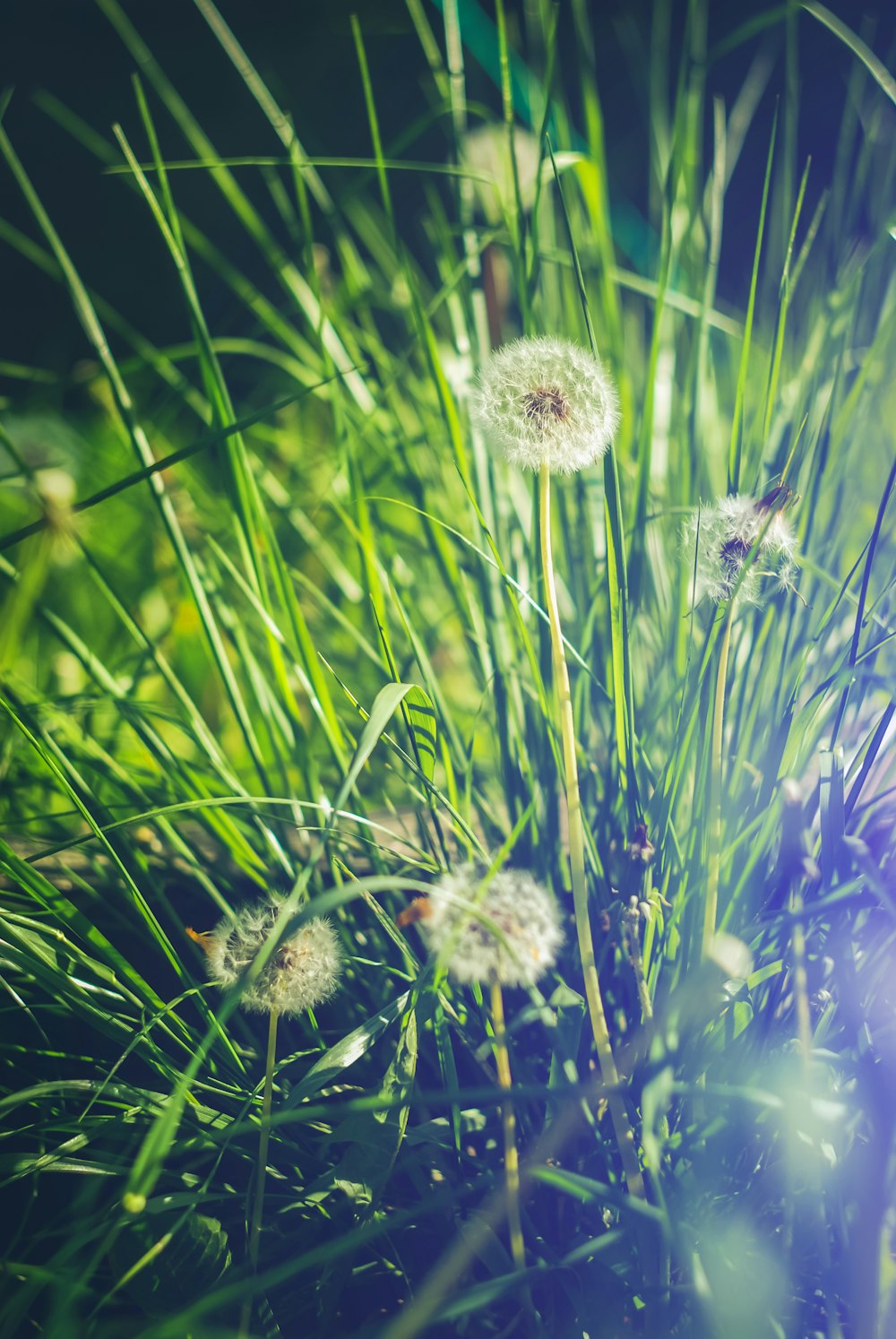 a group of dandelions in a field