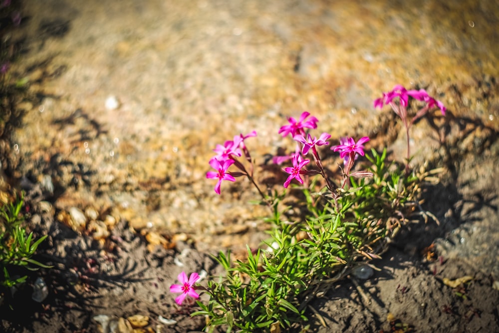 purple flowers growing out of the ground