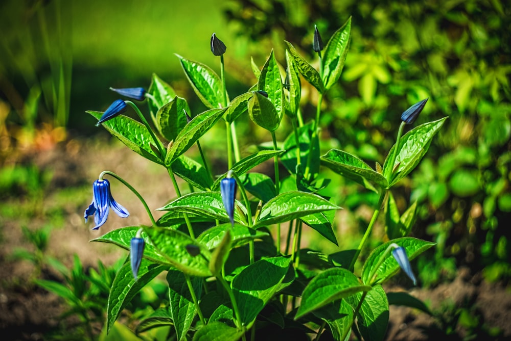 a group of blue flowers