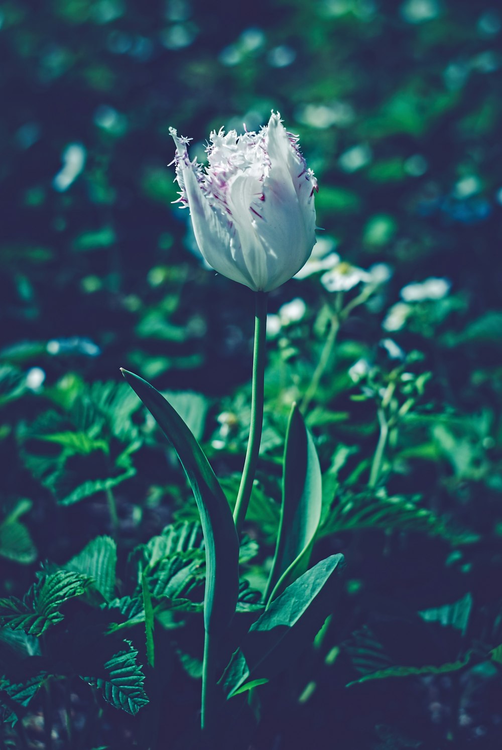 a white flower with green leaves