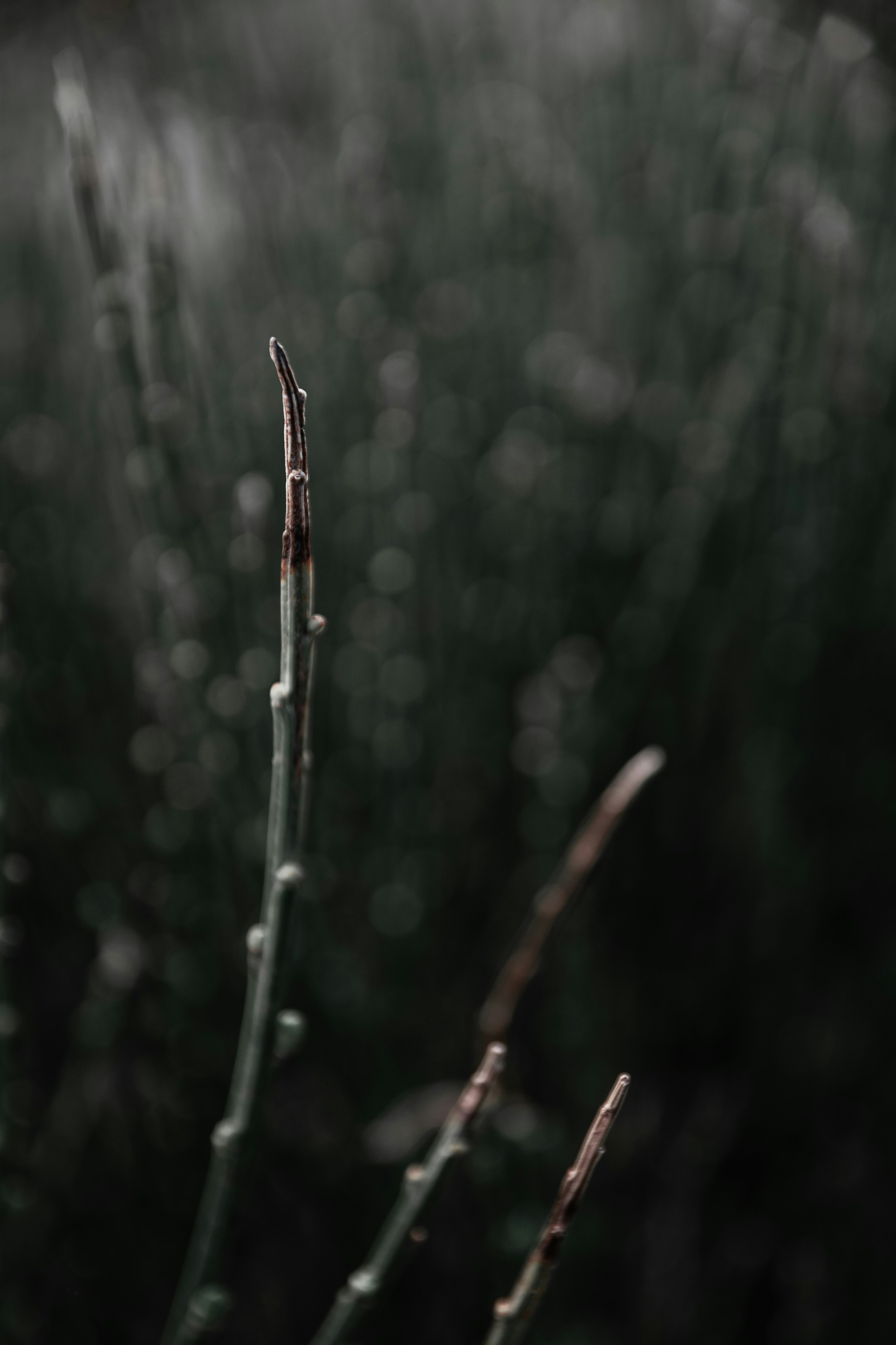 photo-1652289687816-056162065b8a?ixid=M3wxMjA3fDB8MXxzZWFyY2h8OHx8dHdpbnJlZHxlbnwwfHx8fDE3NDY0MDM3Mjd8MA\u0026ixlib=rb-4.0.3