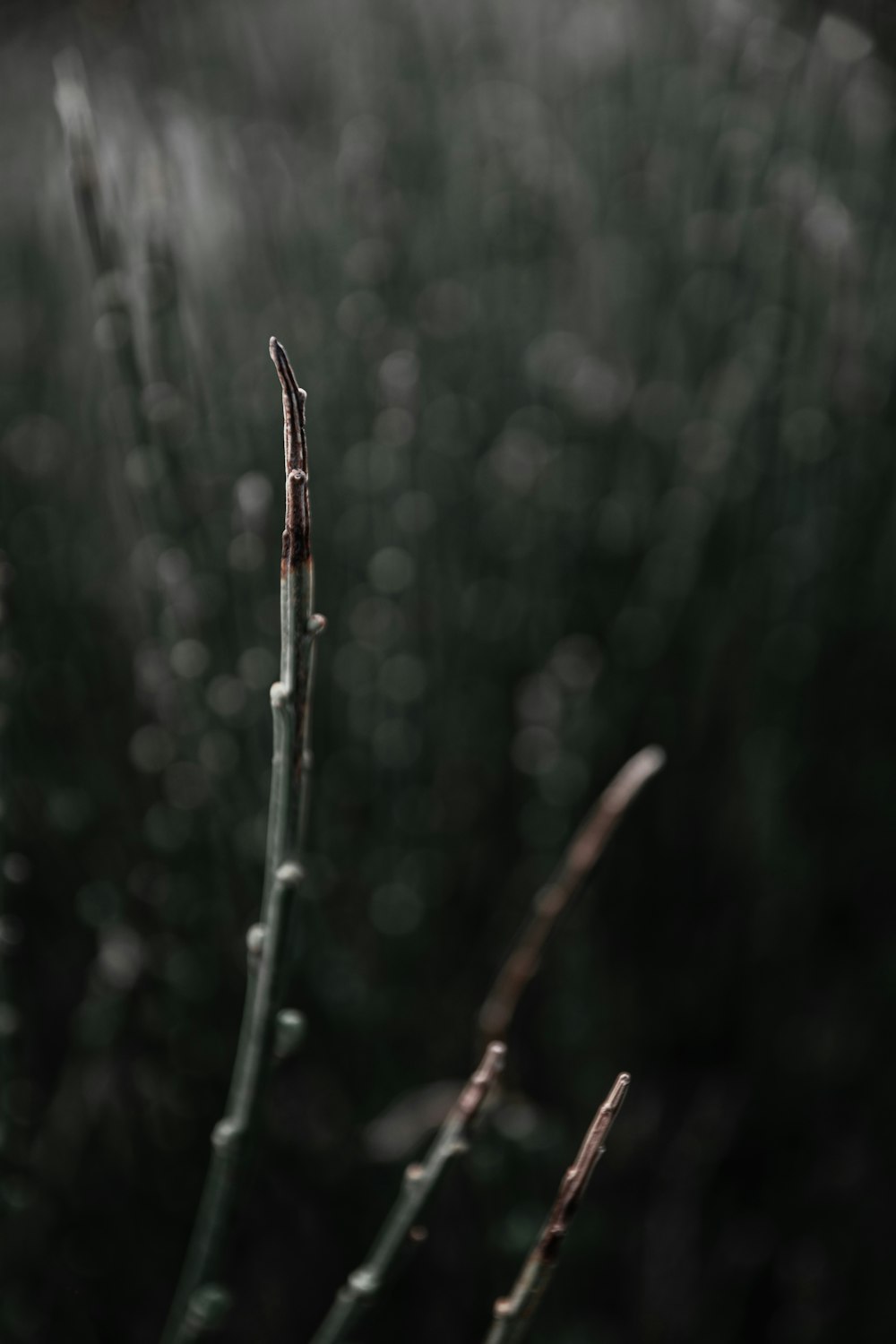 water droplets on a leaf