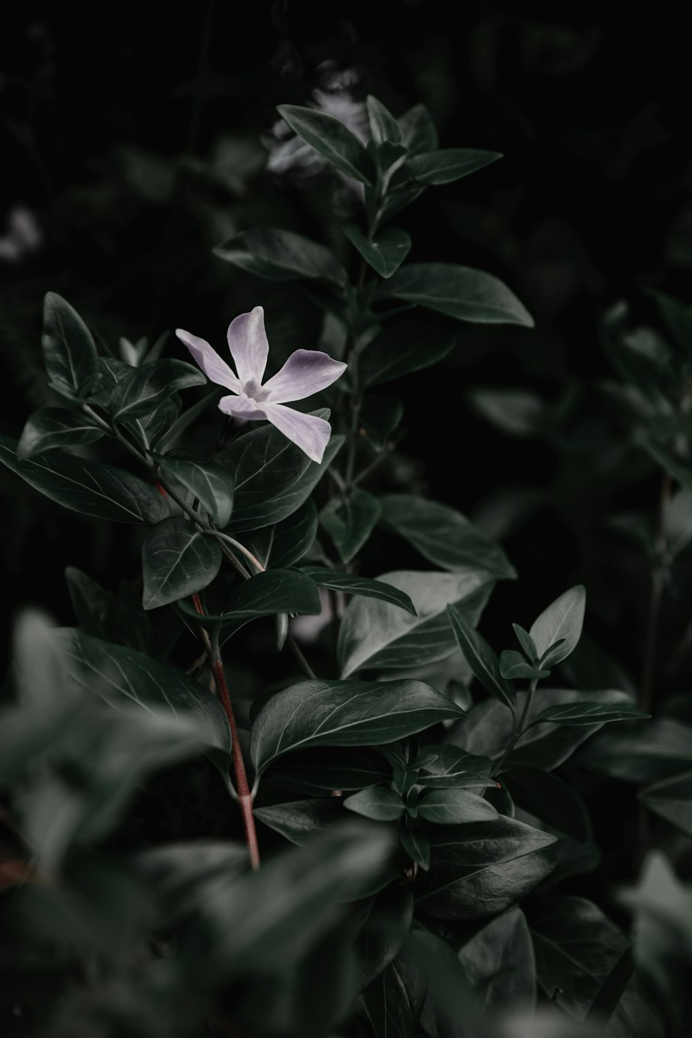 a flower on a plant