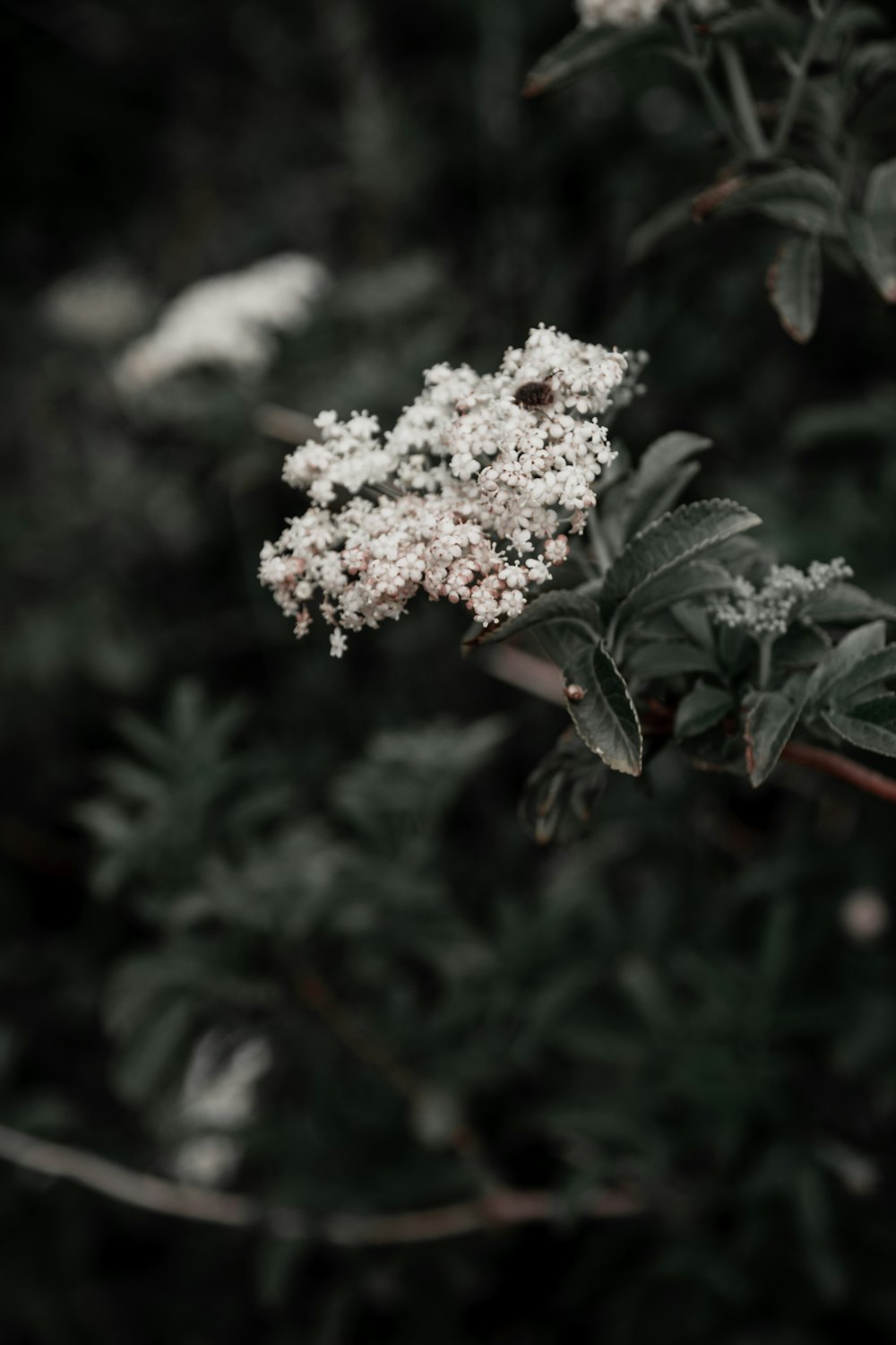 a close up of a flower