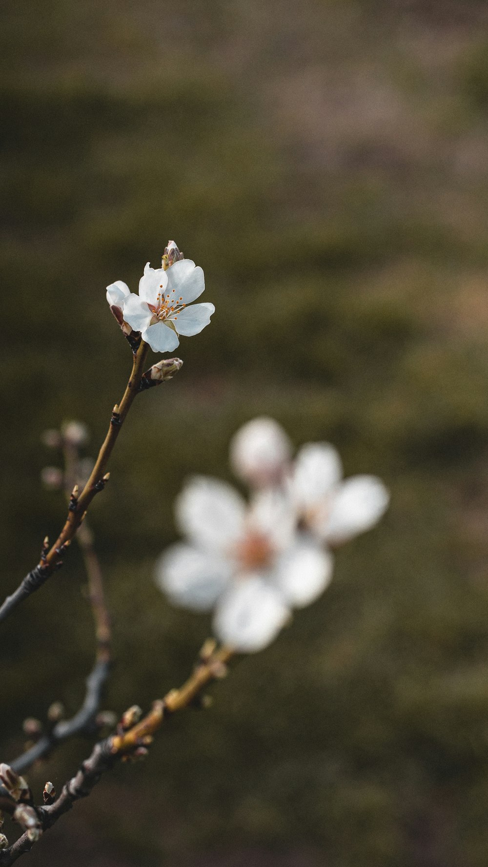 a close up of a flower