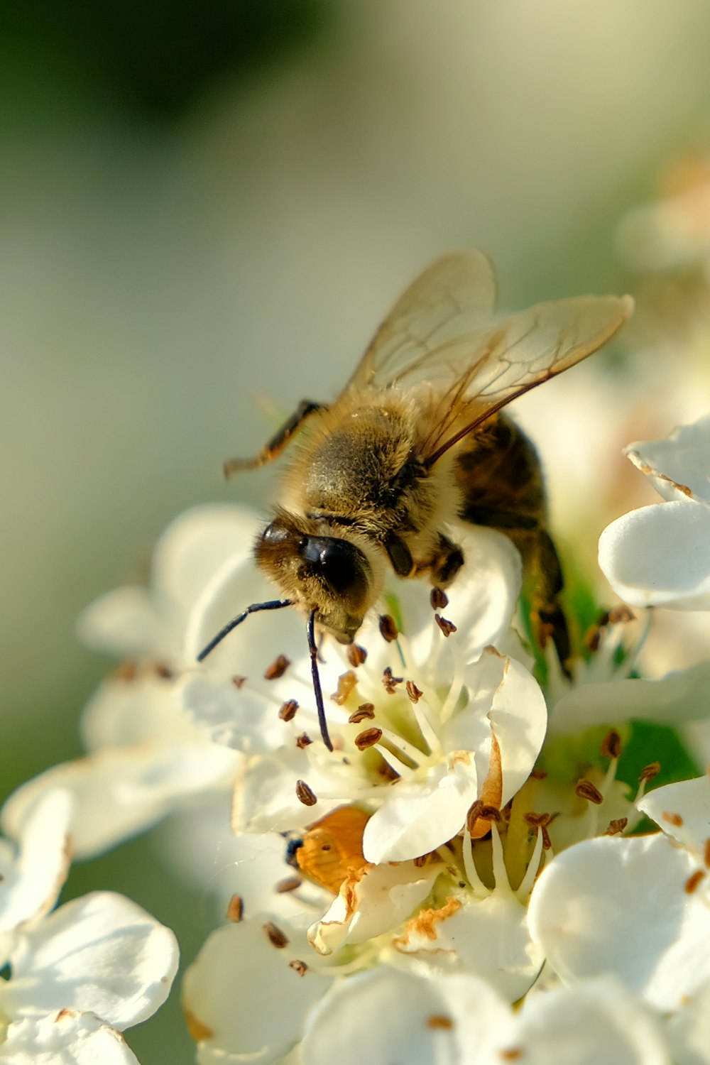 a bee on a flower