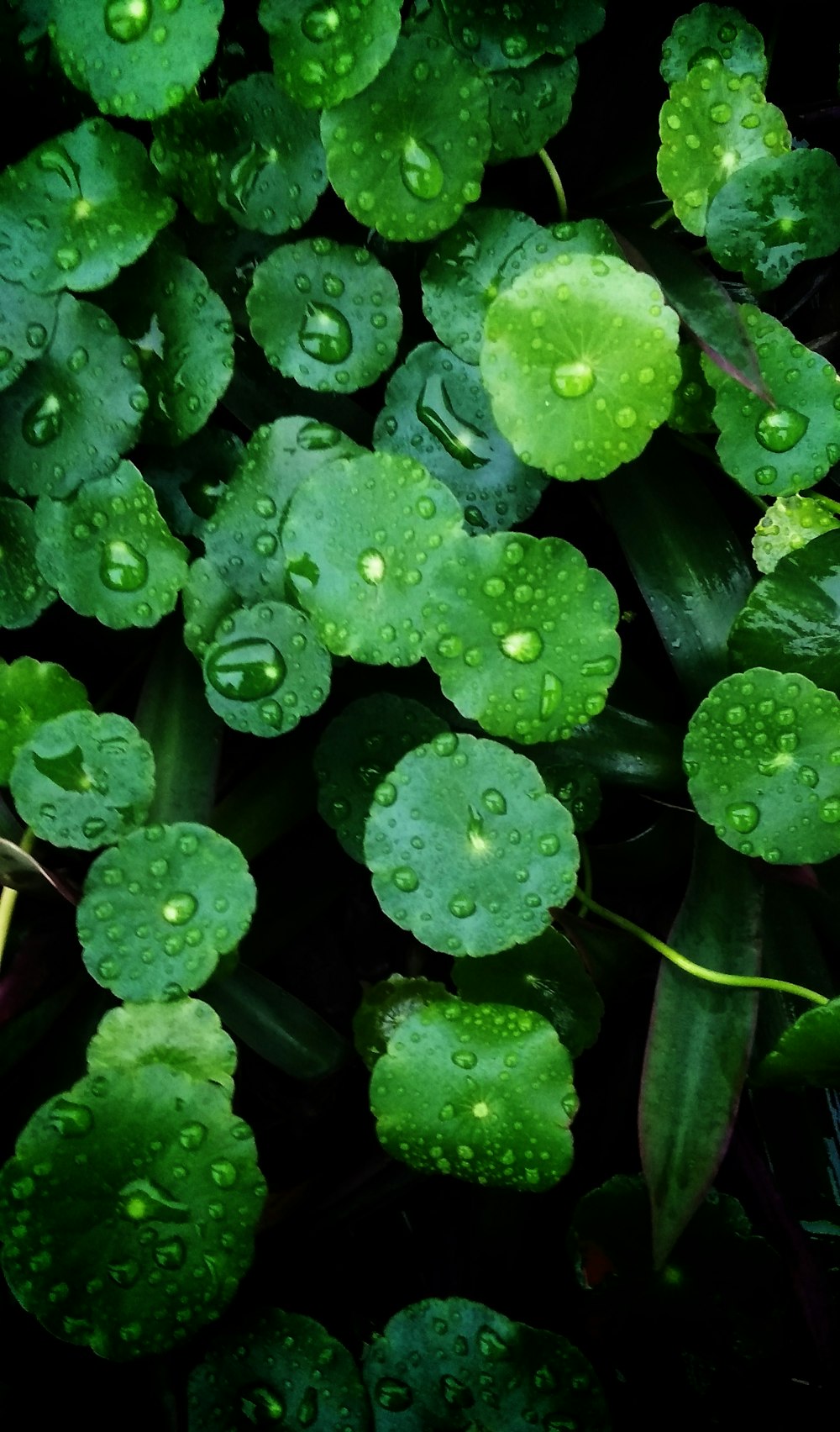 a group of green plants