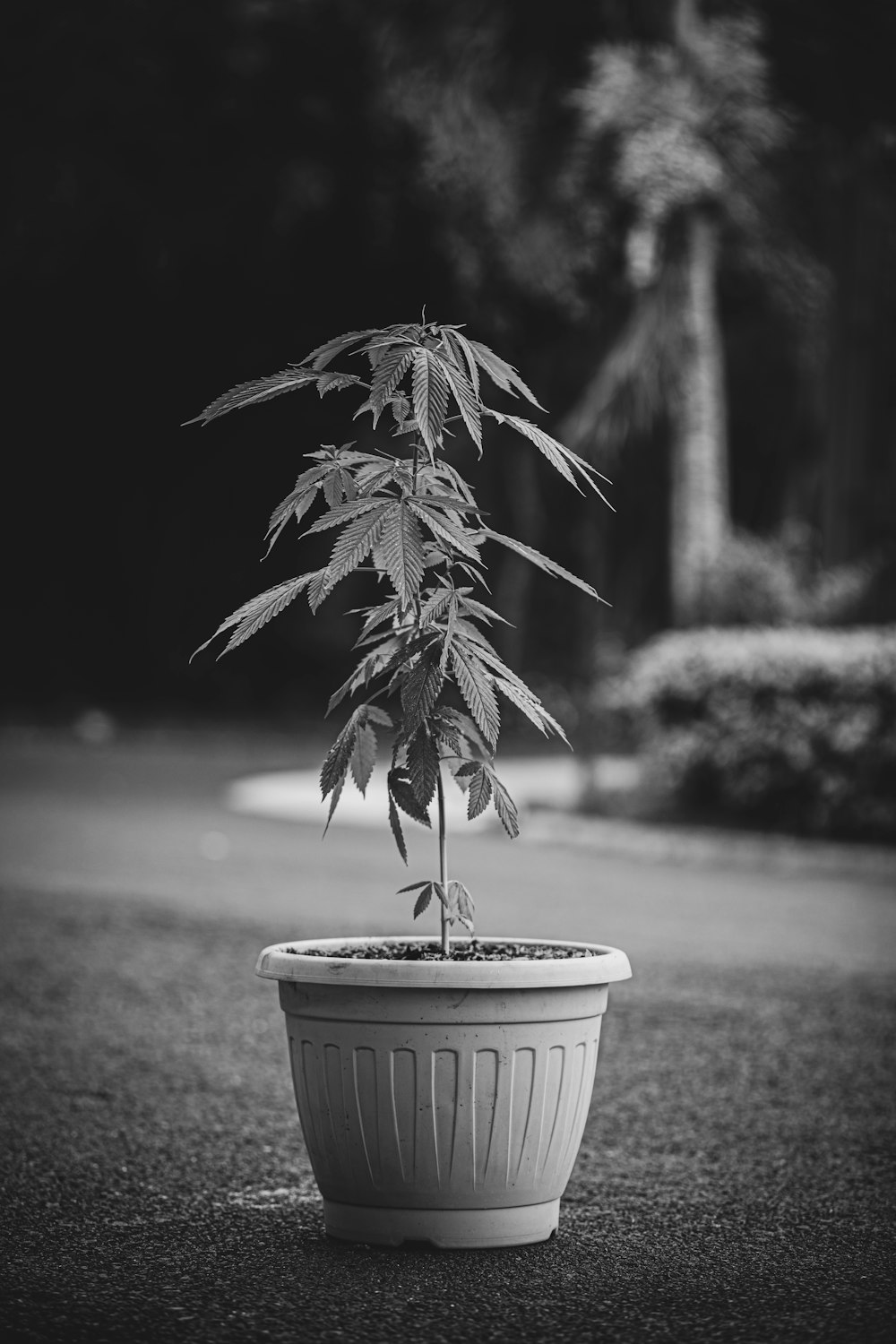 a potted plant in a yard