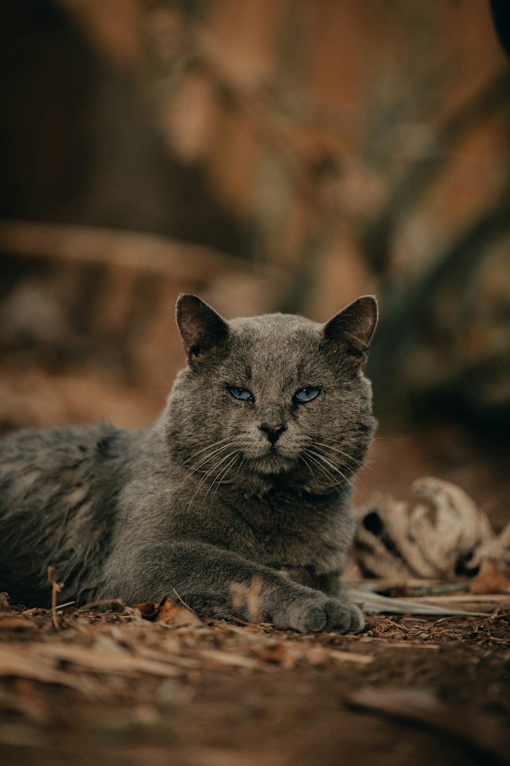 a cat lying on the ground