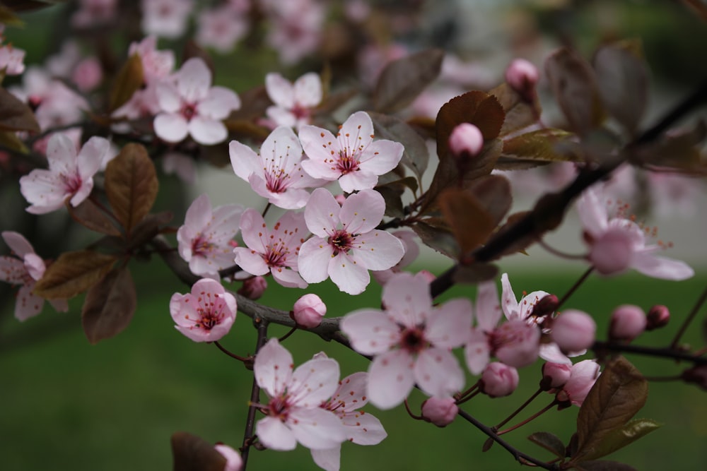 a group of flowers