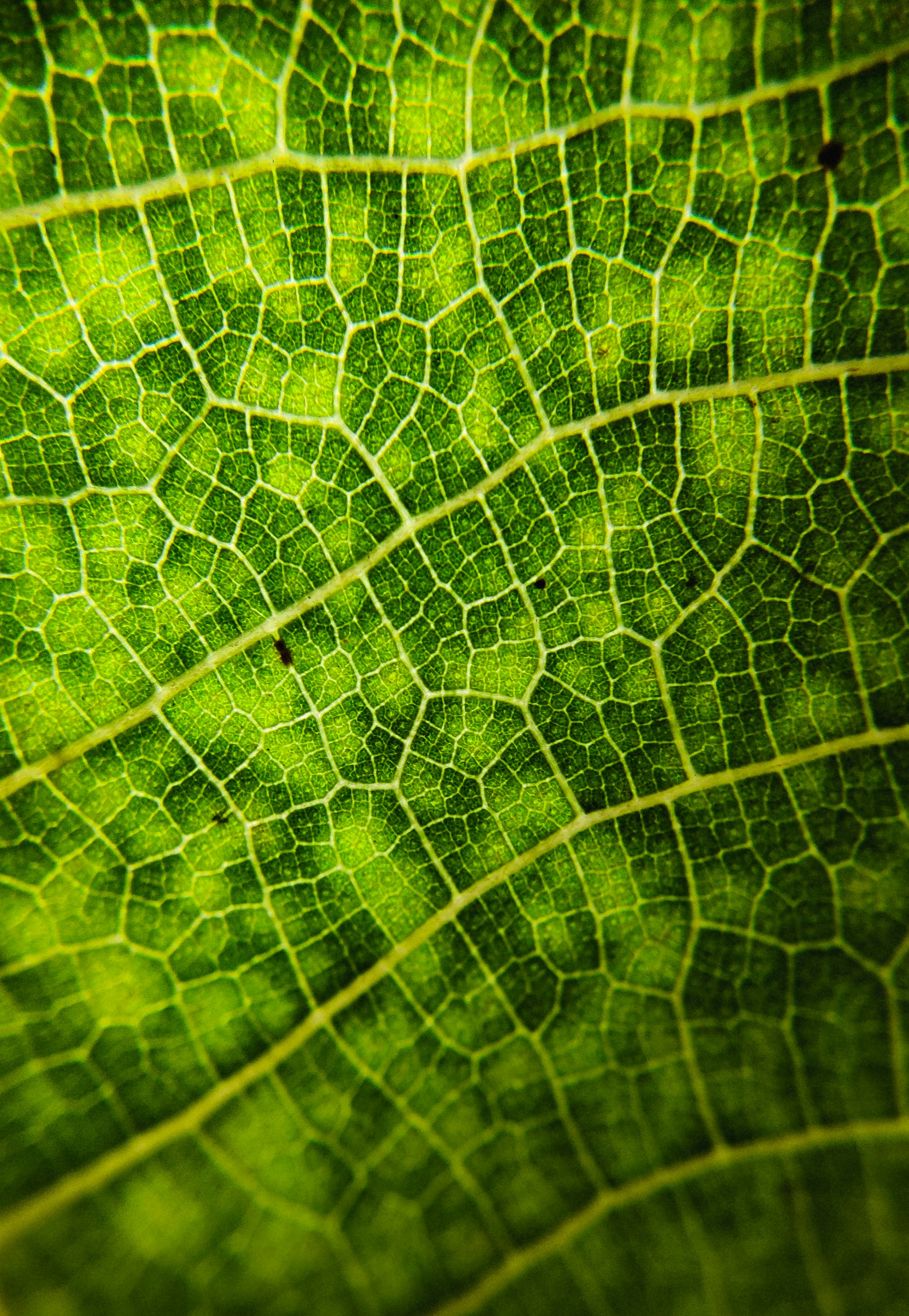 a close-up of a leaf
