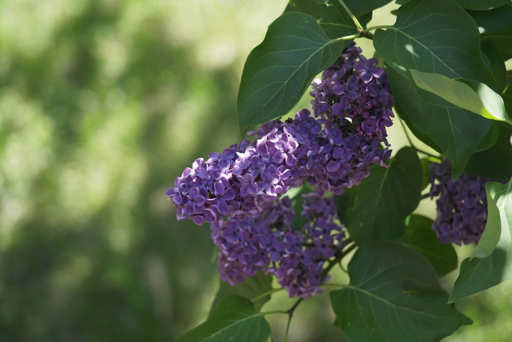 a purple flower on a plant