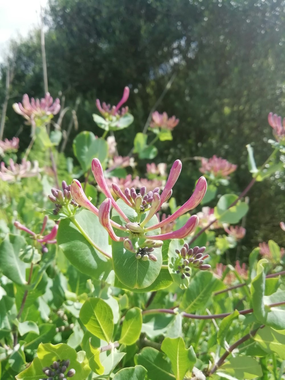 a close up of a flower