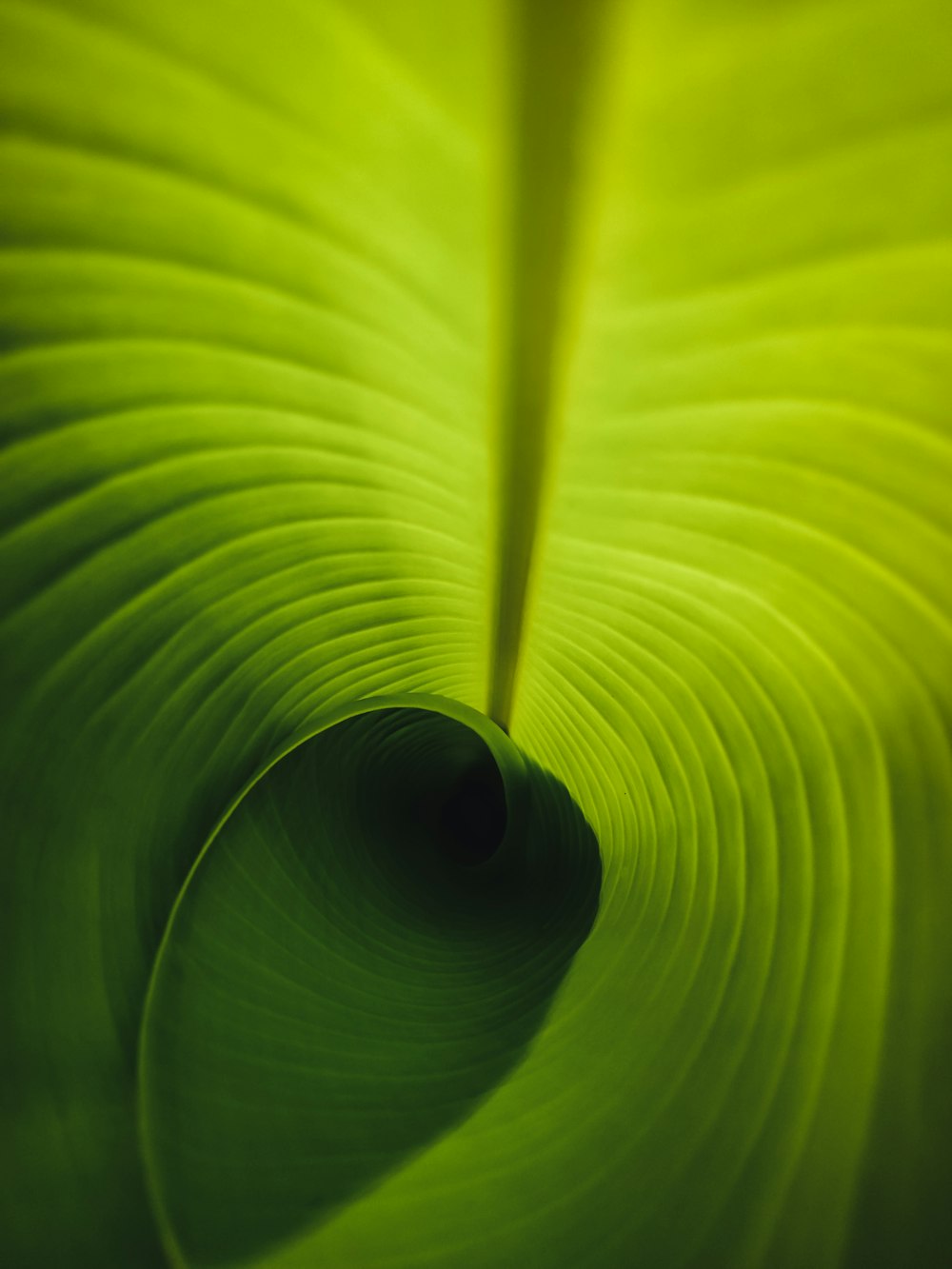 a green plant with a black circle